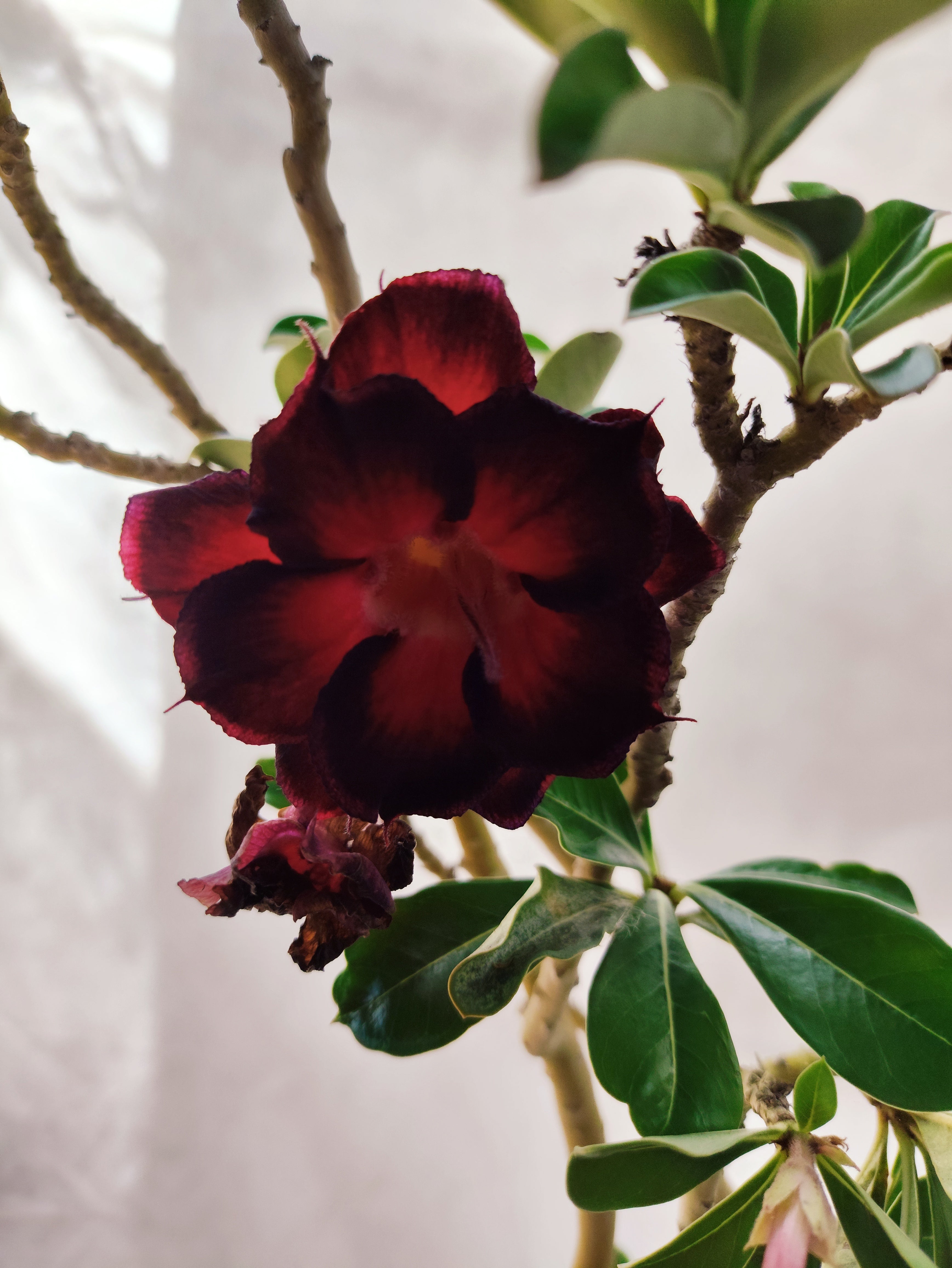 Planta MATRIZ Dobrada Nº 31 – 75cm – 06 anos