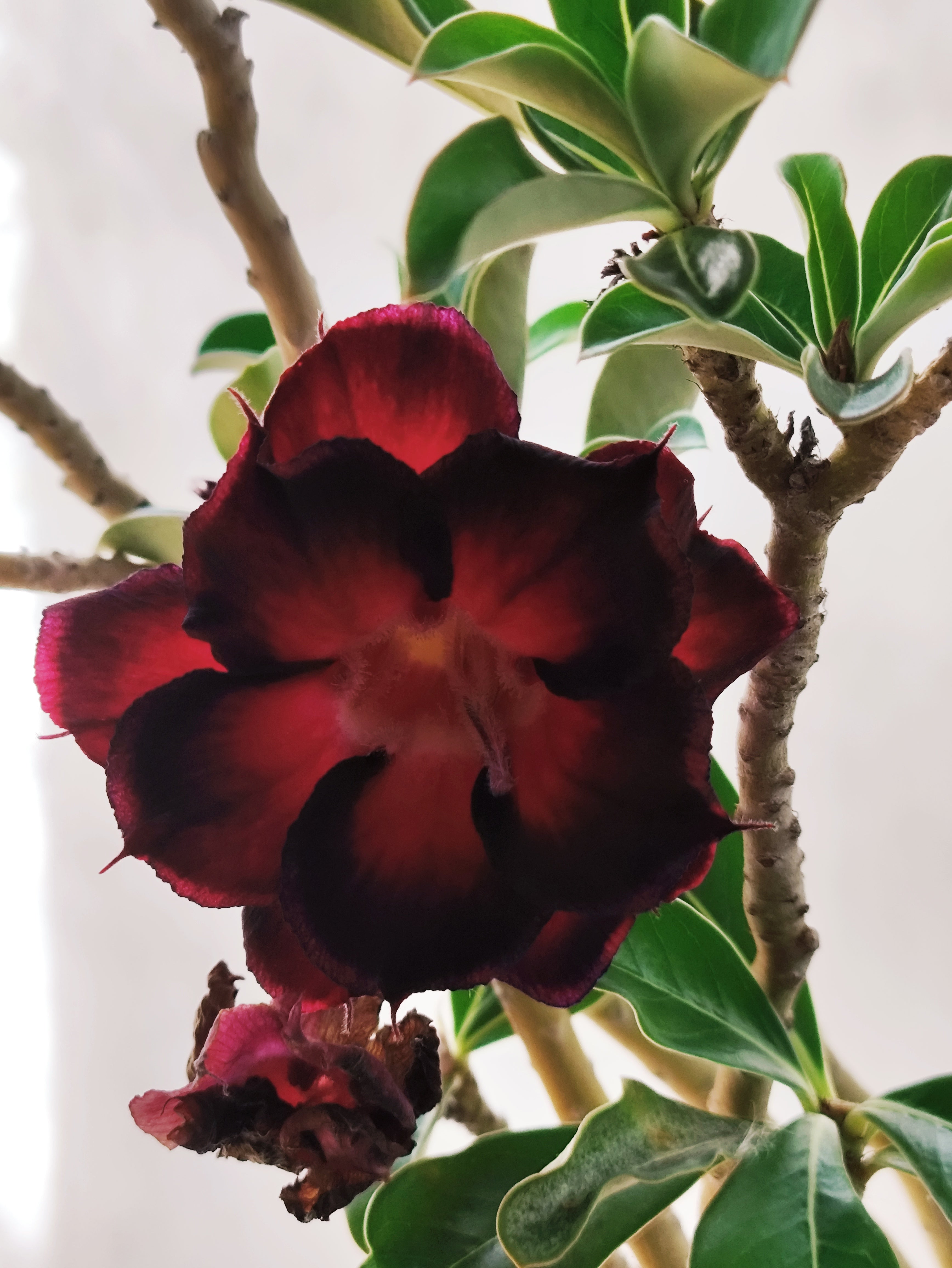Planta MATRIZ Dobrada Nº 31 – 75cm – 06 anos