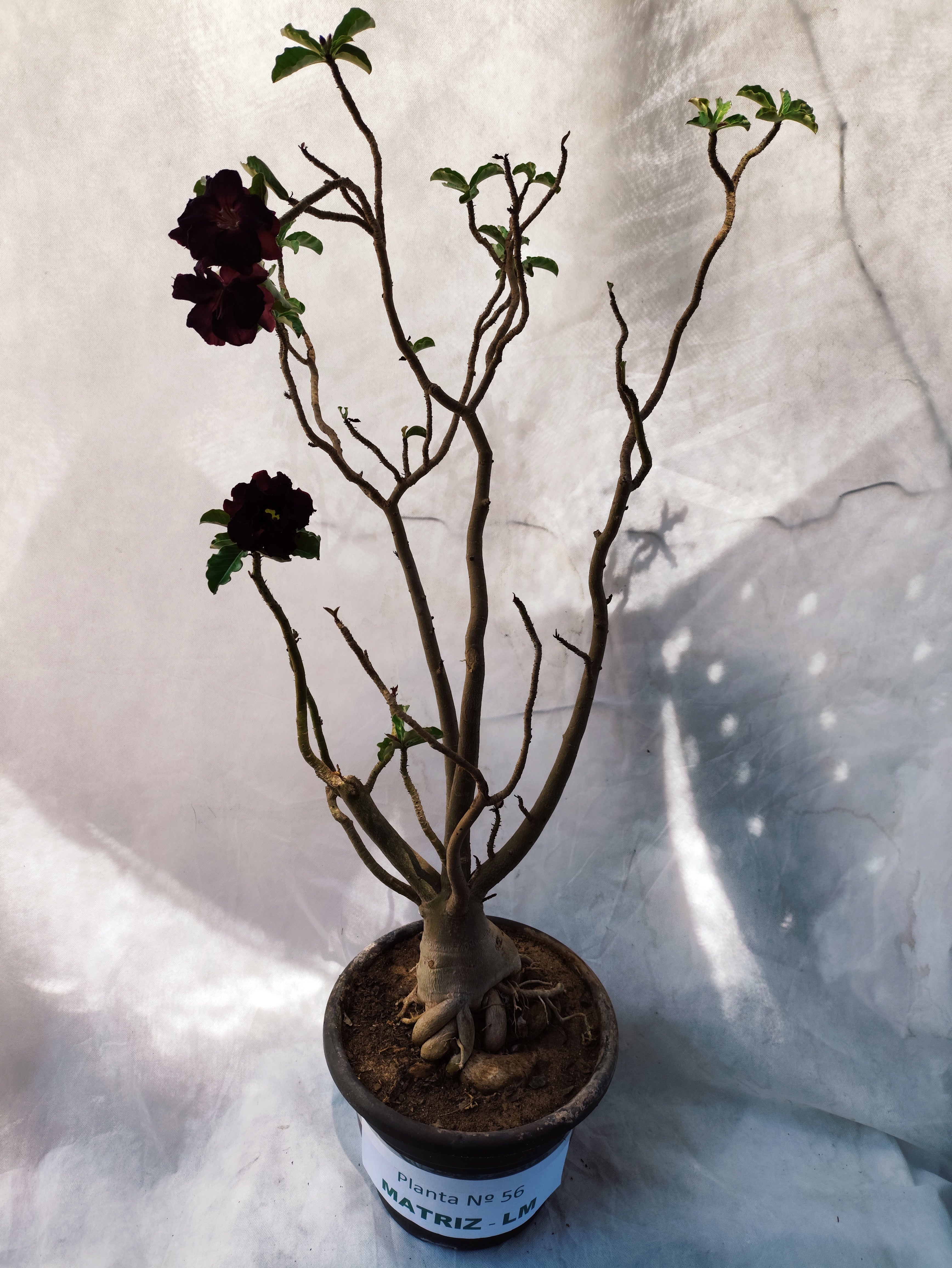 Planta MATRIZ Dobrada Nº 56 – 85cm – 07 anos