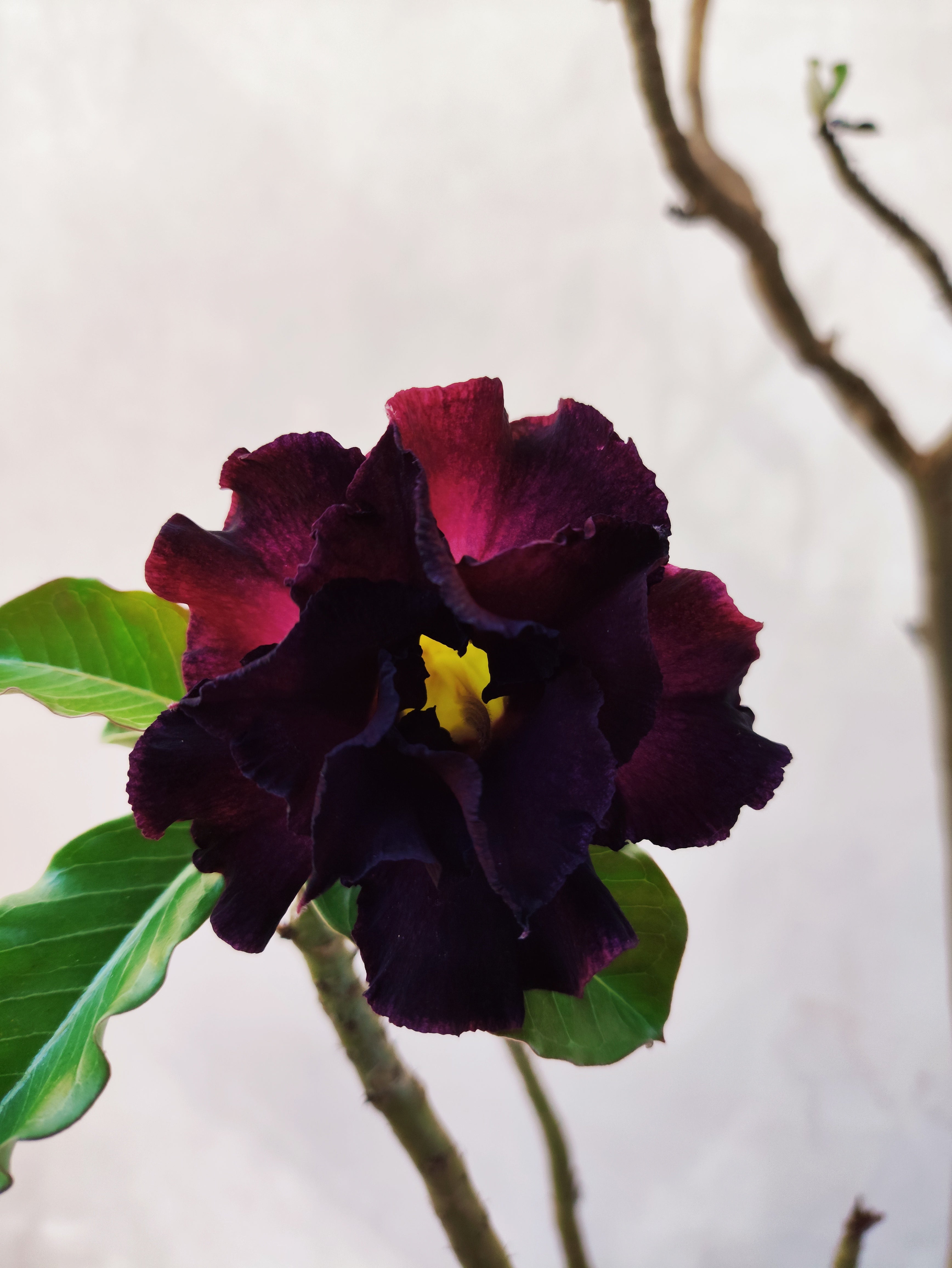 Planta MATRIZ Dobrada Nº 56 – 85cm – 07 anos