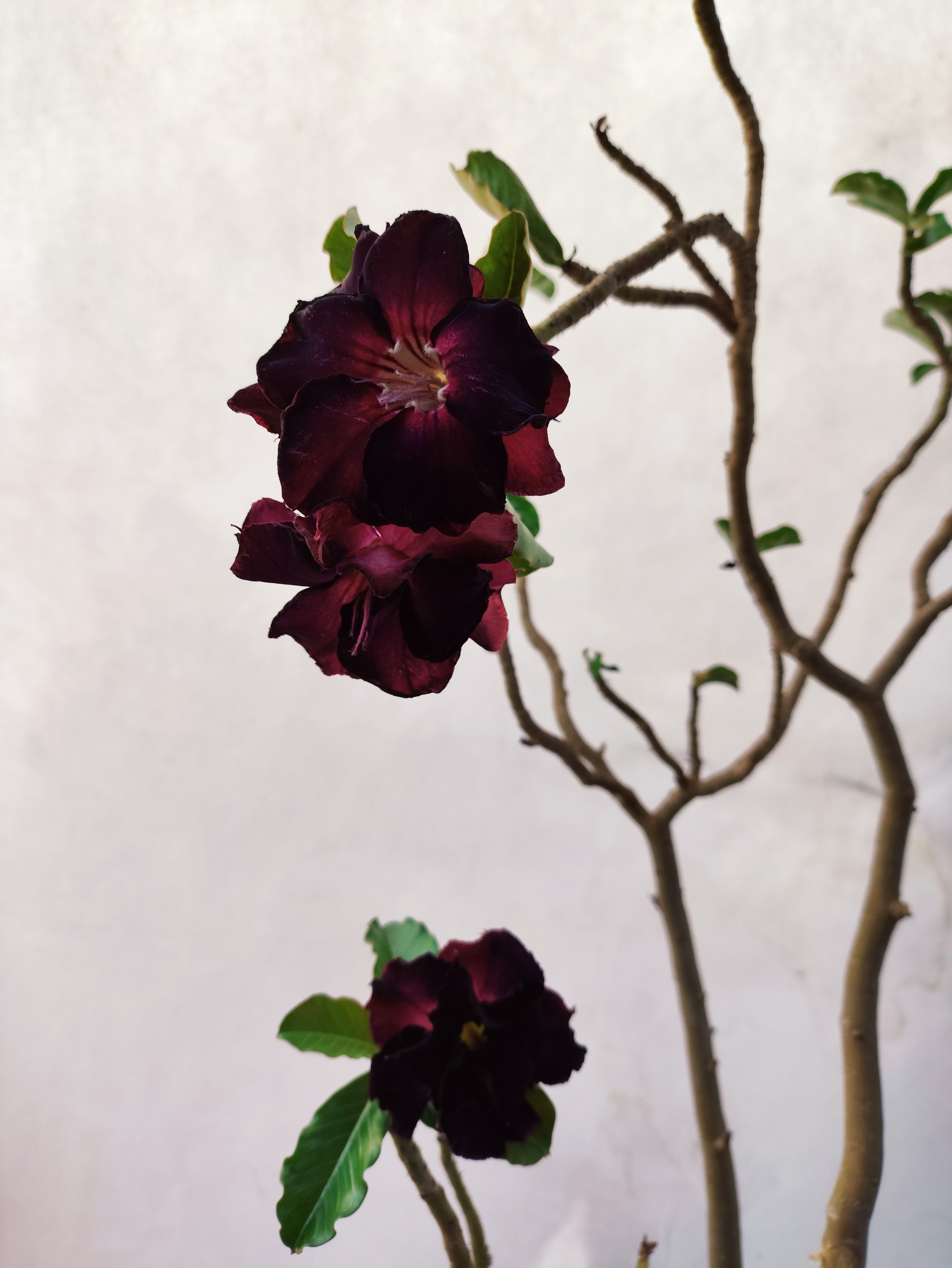 Planta MATRIZ Dobrada Nº 56 – 85cm – 07 anos