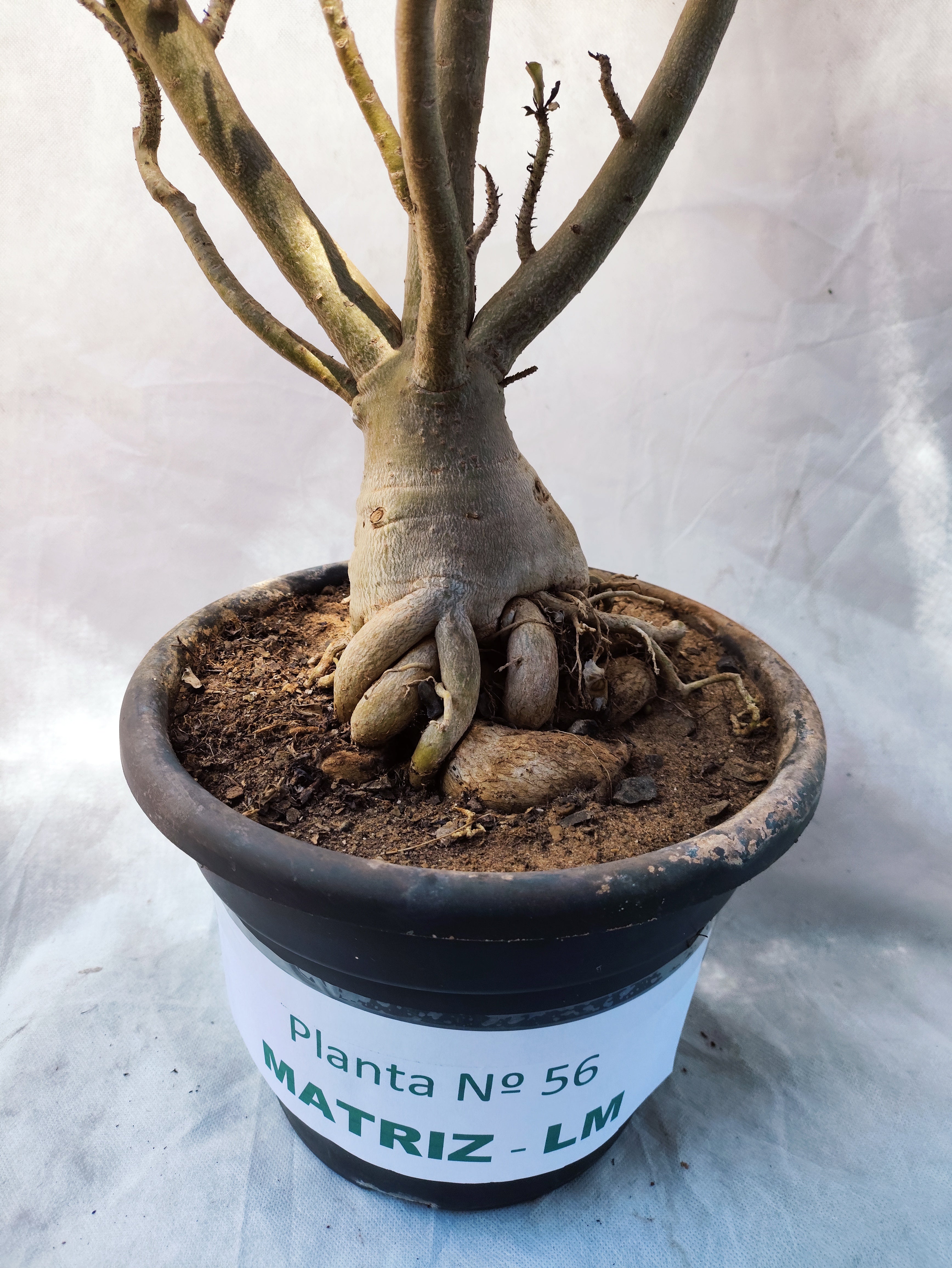 Planta MATRIZ Dobrada Nº 56 – 85cm – 07 anos