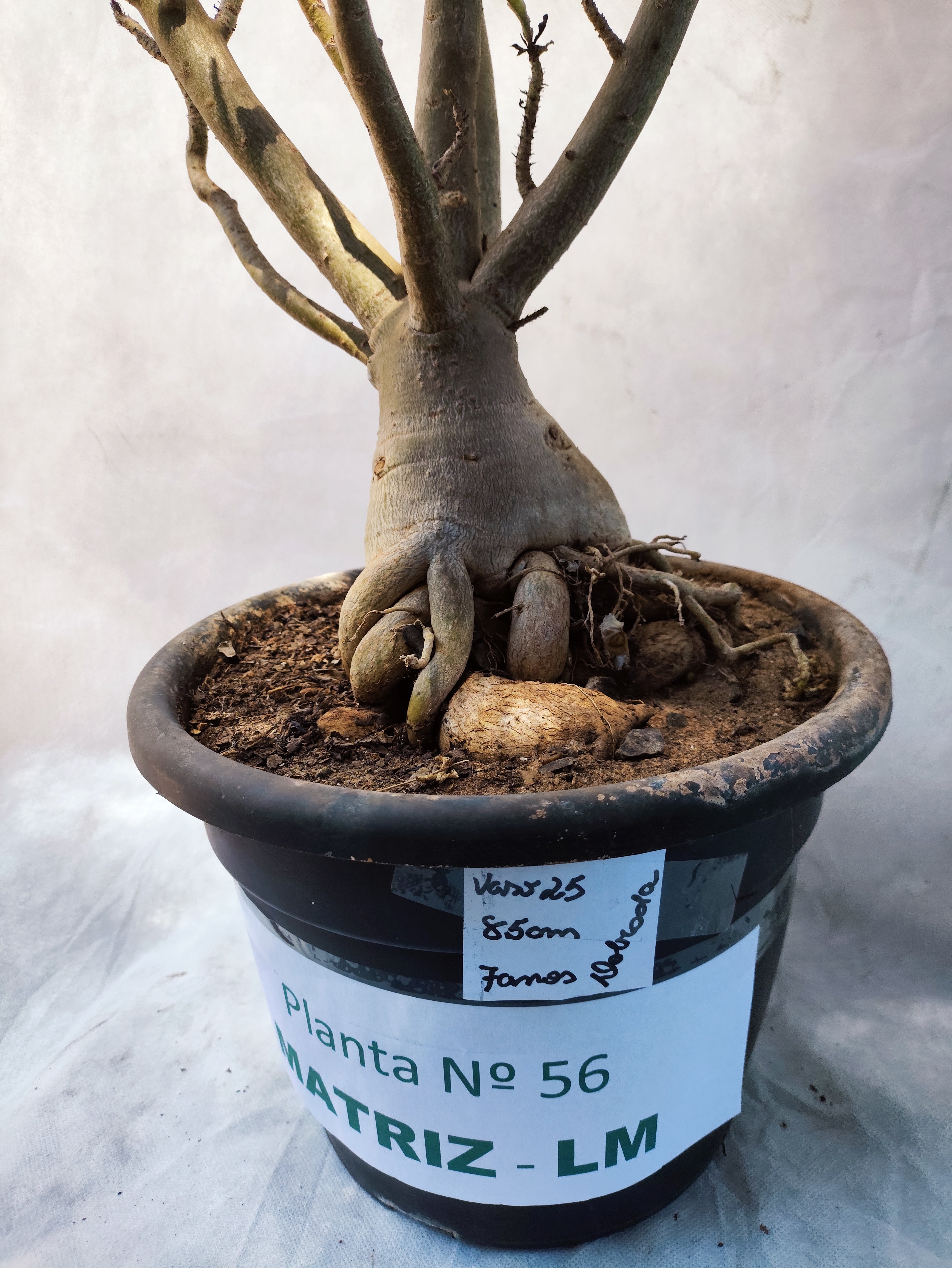 Planta MATRIZ Dobrada Nº 56 – 85cm – 07 anos