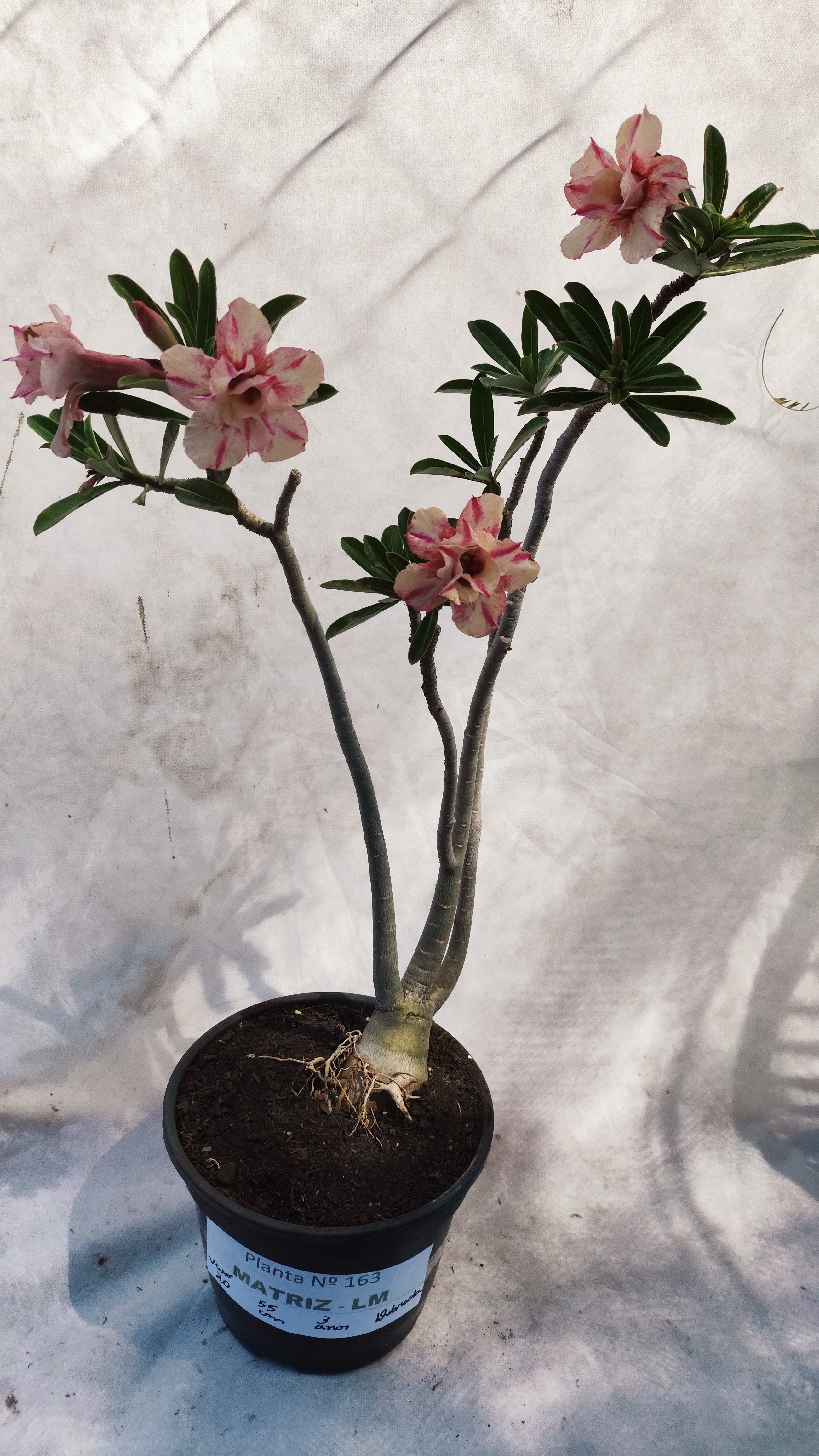 MATRIZ Planta Dobrada 163 – 55cm – 03 anos - Vaso 20