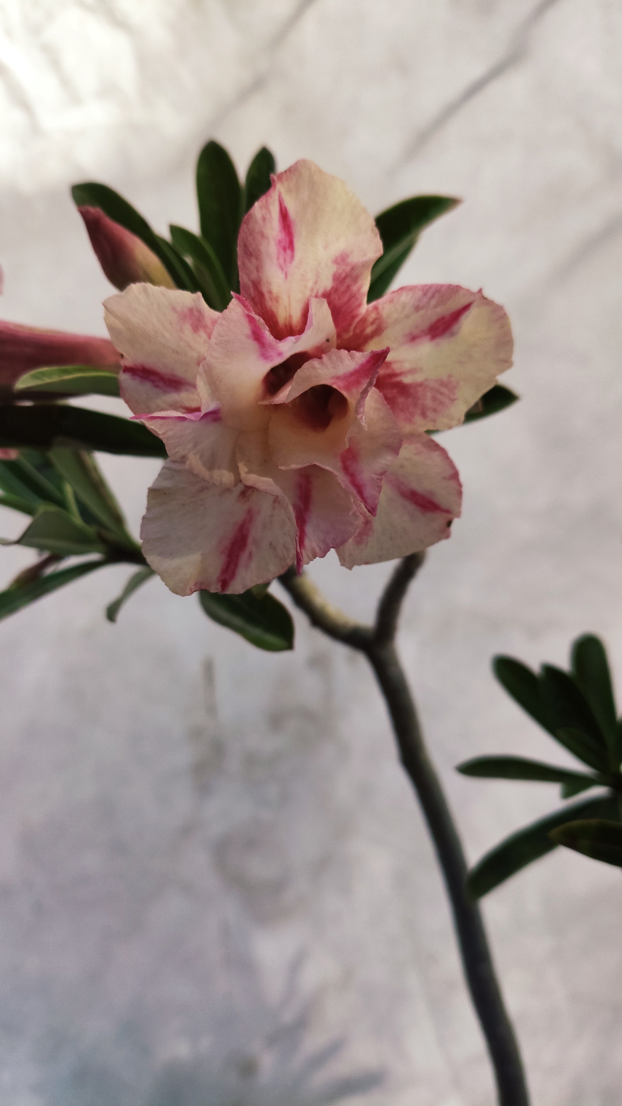 MATRIZ Planta Dobrada 163 – 55cm – 03 anos - Vaso 20