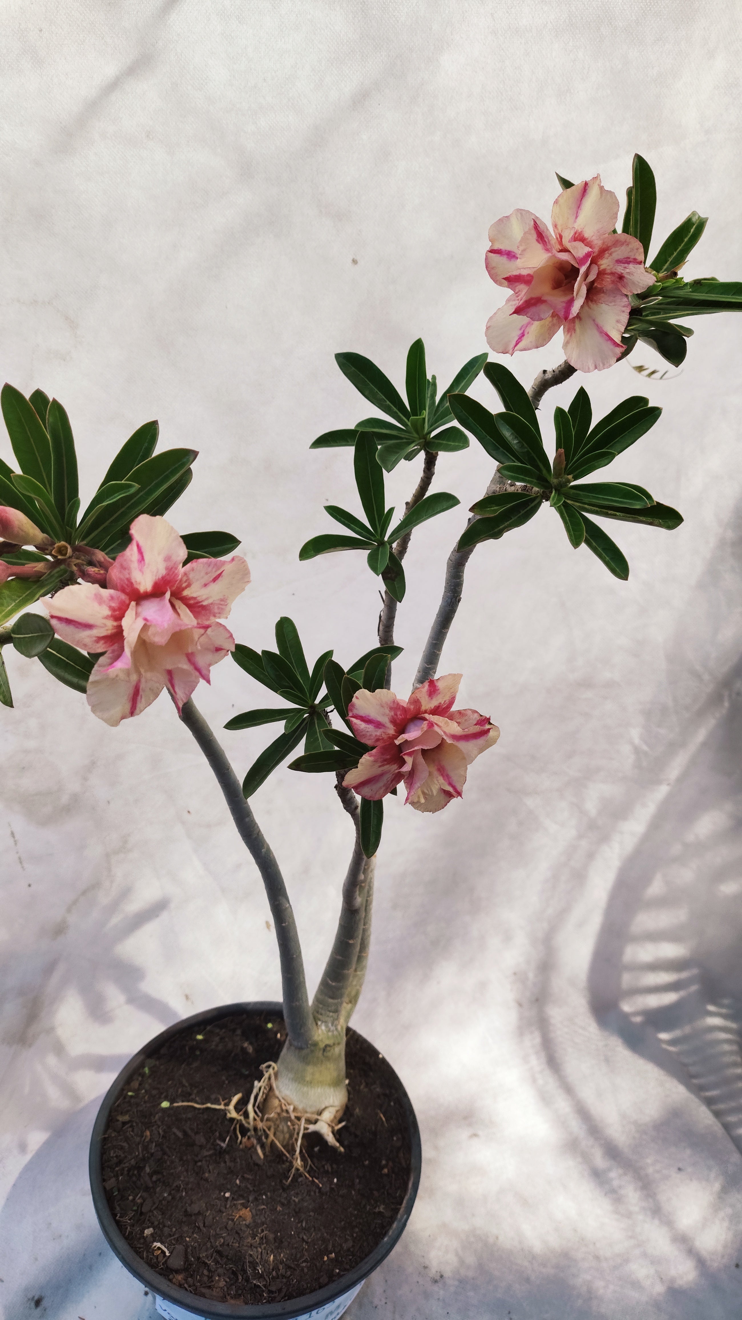 MATRIZ Planta Dobrada 163 – 55cm – 03 anos - Vaso 20