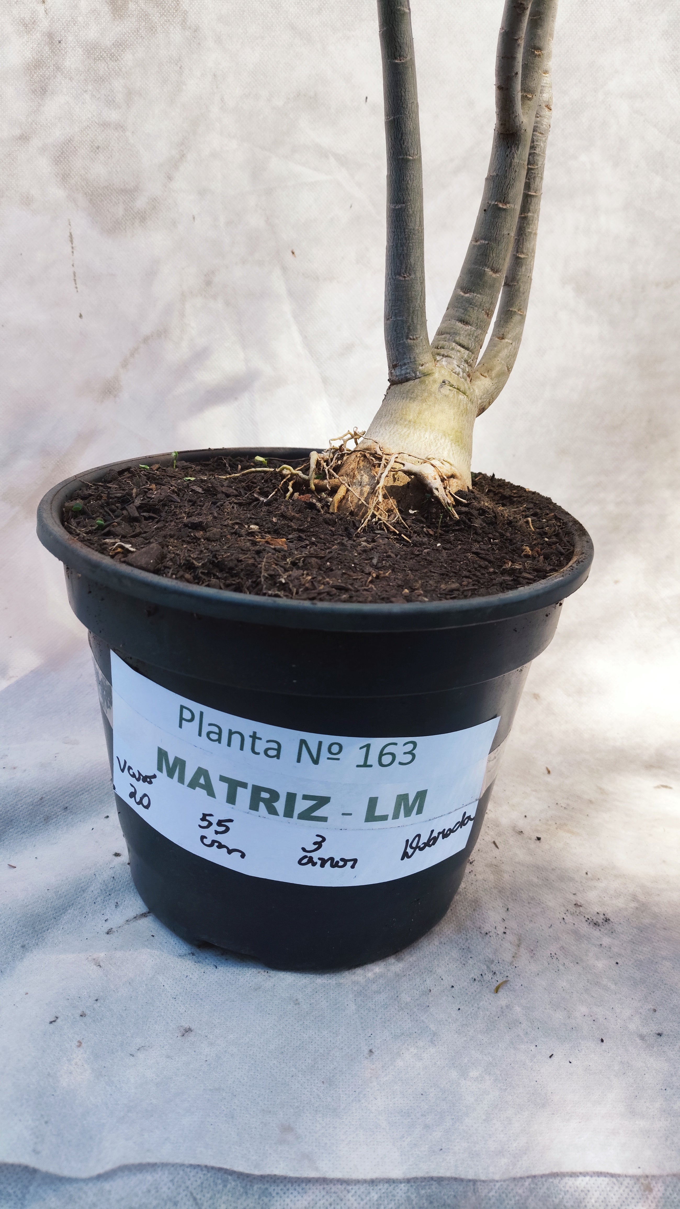 MATRIZ Planta Dobrada 163 – 55cm – 03 anos - Vaso 20