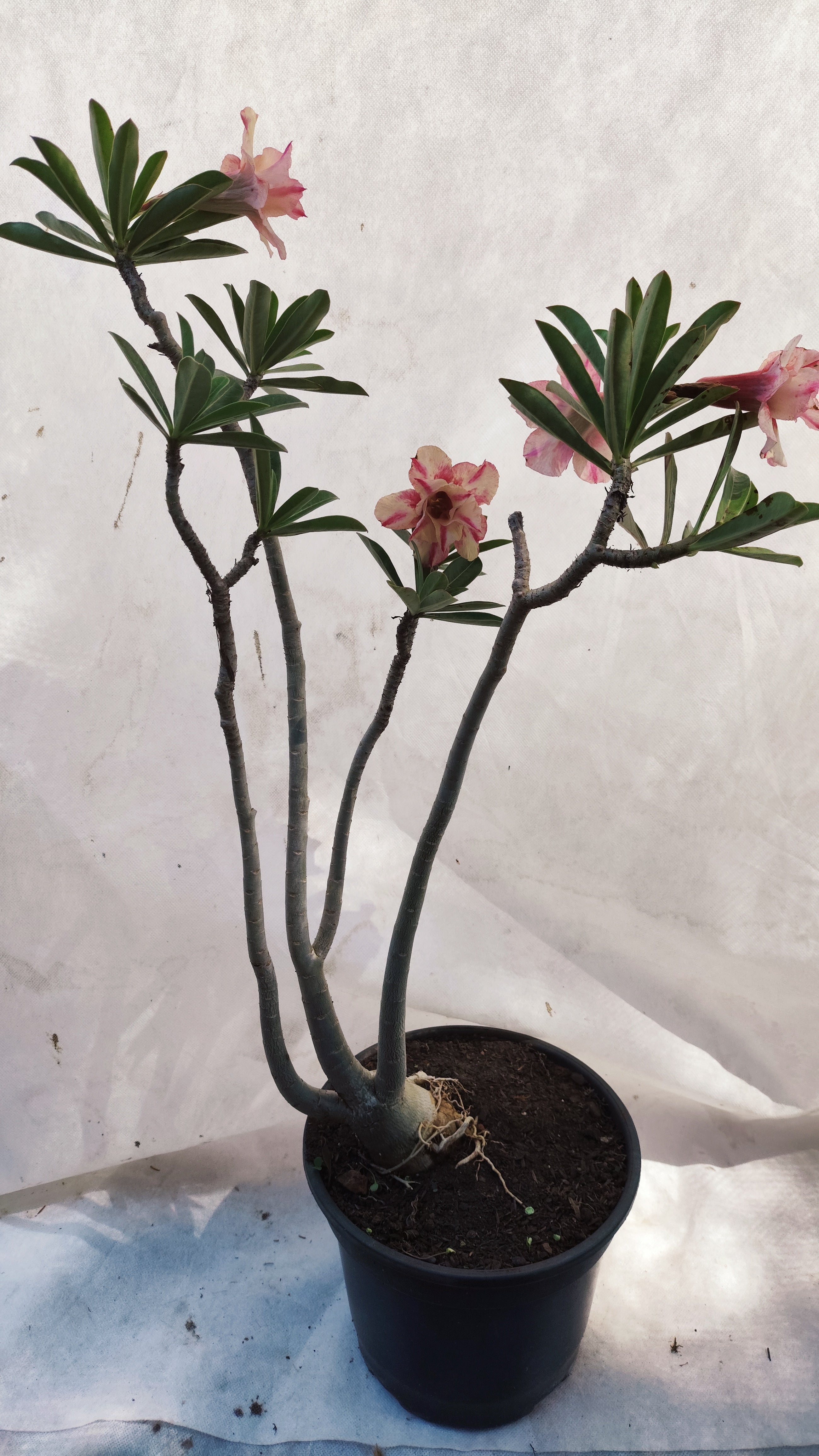 MATRIZ Planta Dobrada 163 – 55cm – 03 anos - Vaso 20