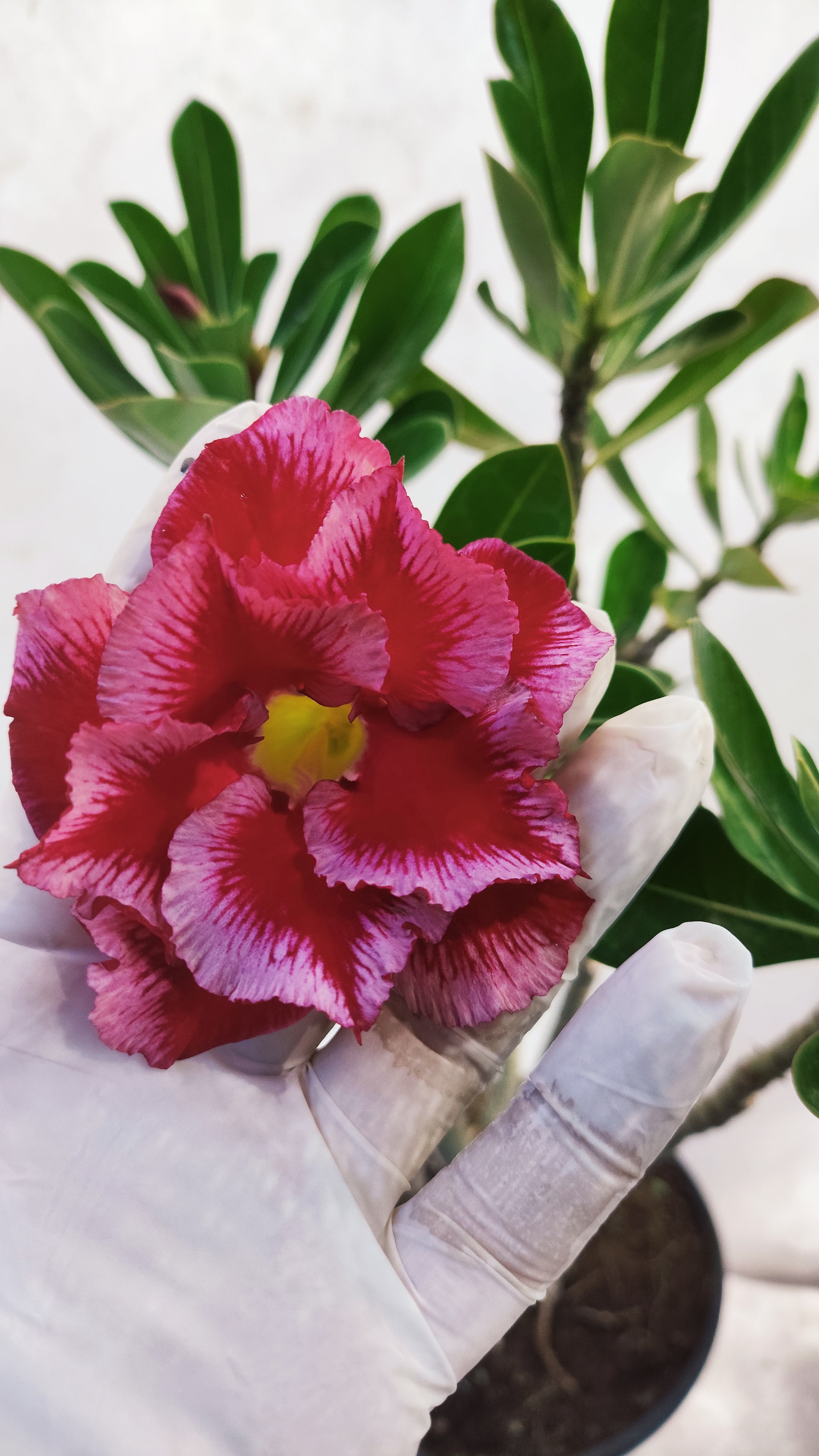 MATRIZ Planta Dobrada 164 – 45cm – 03 anos - Vaso 20