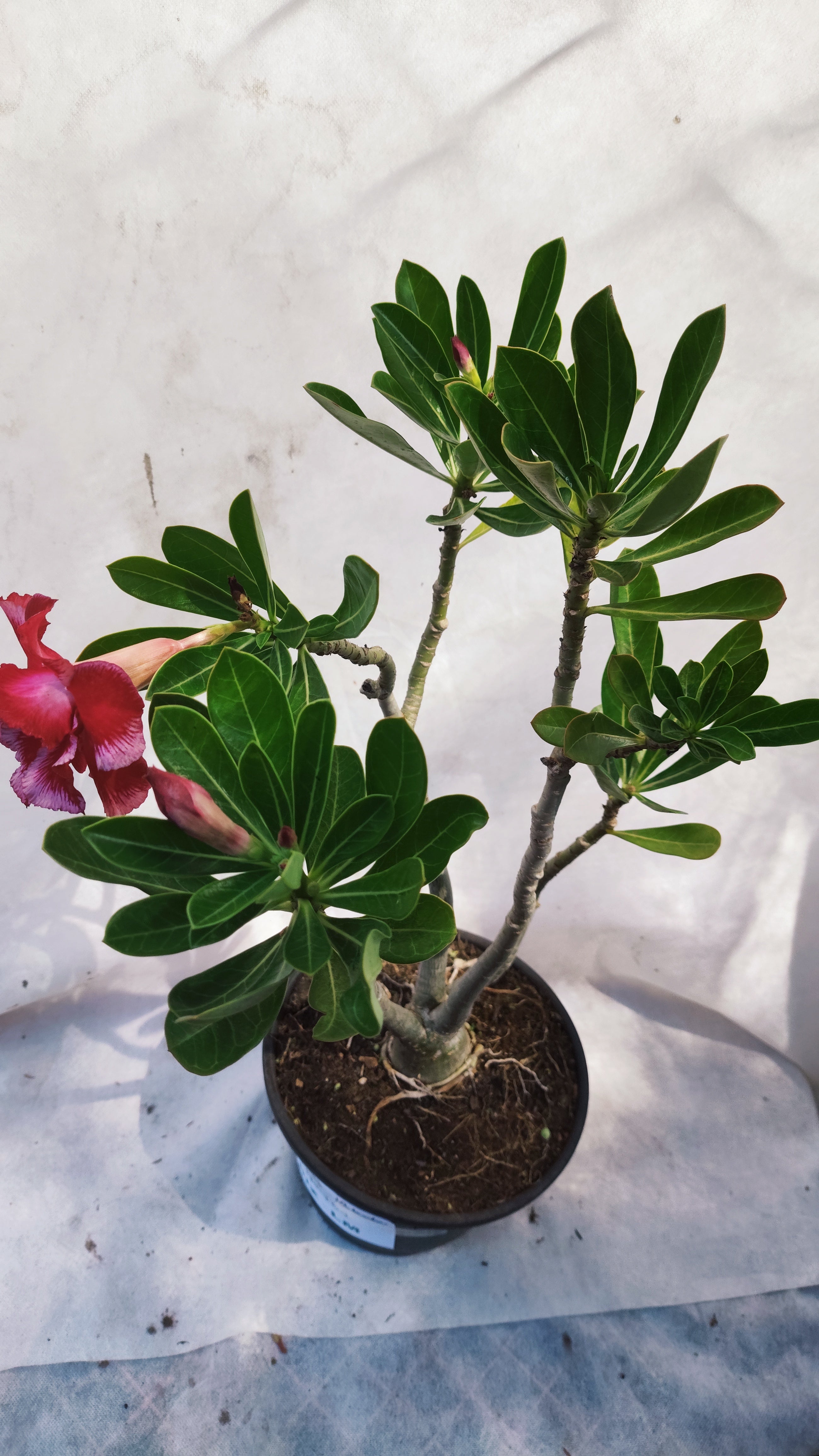 MATRIZ Planta Dobrada 164 – 45cm – 03 anos - Vaso 20