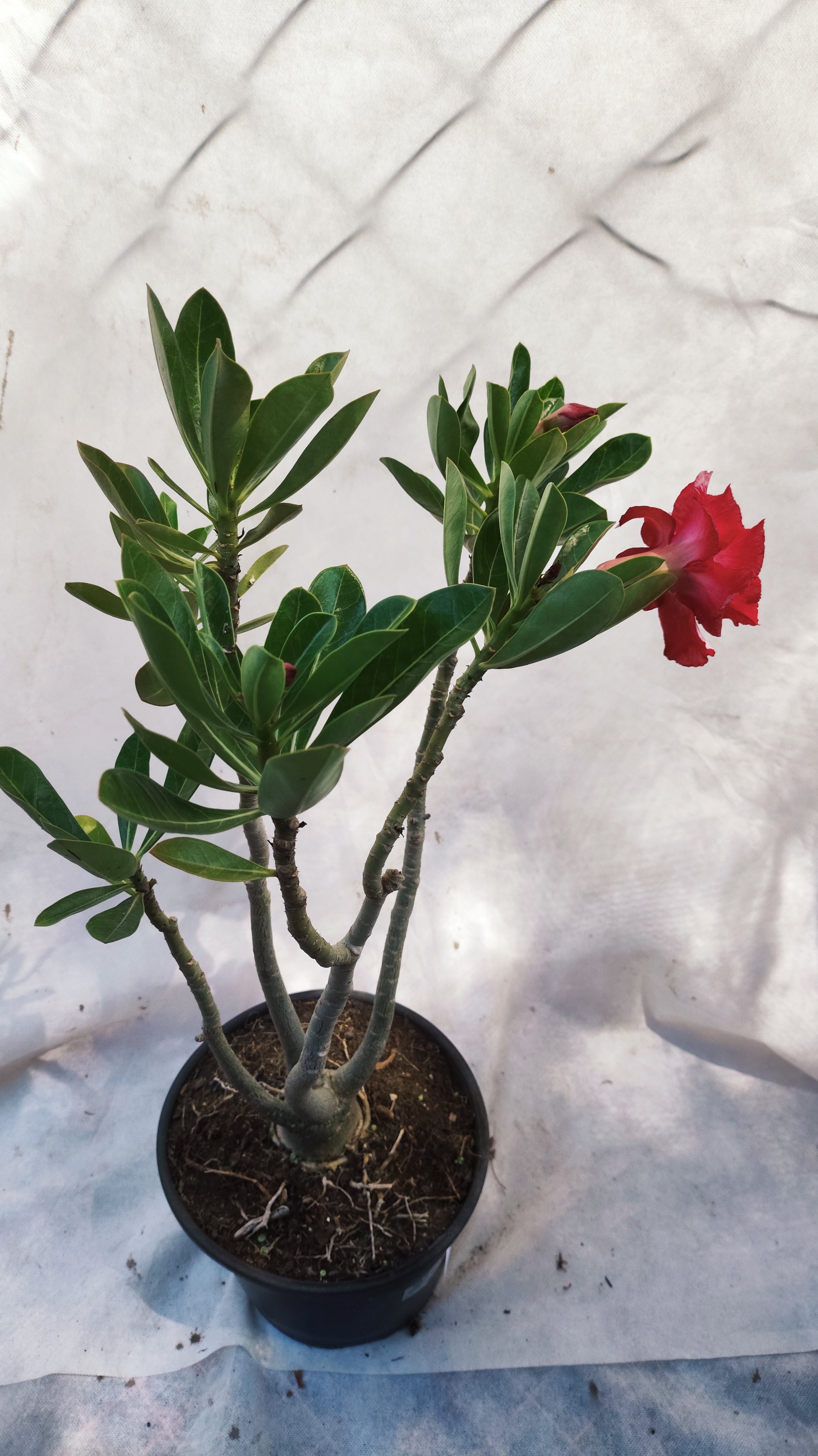 MATRIZ Planta Dobrada 164 – 45cm – 03 anos - Vaso 20