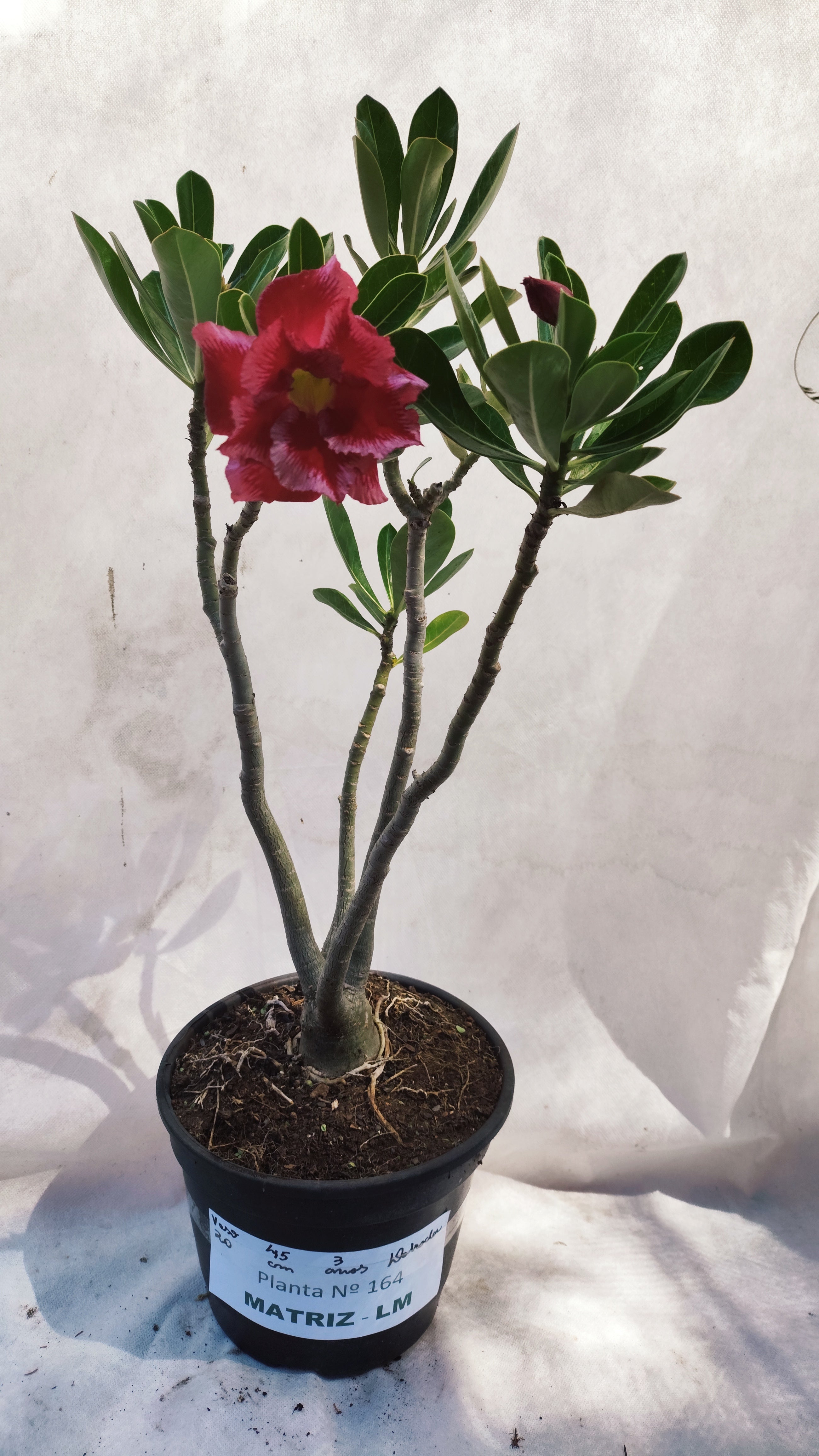 MATRIZ Planta Dobrada 164 – 45cm – 03 anos - Vaso 20