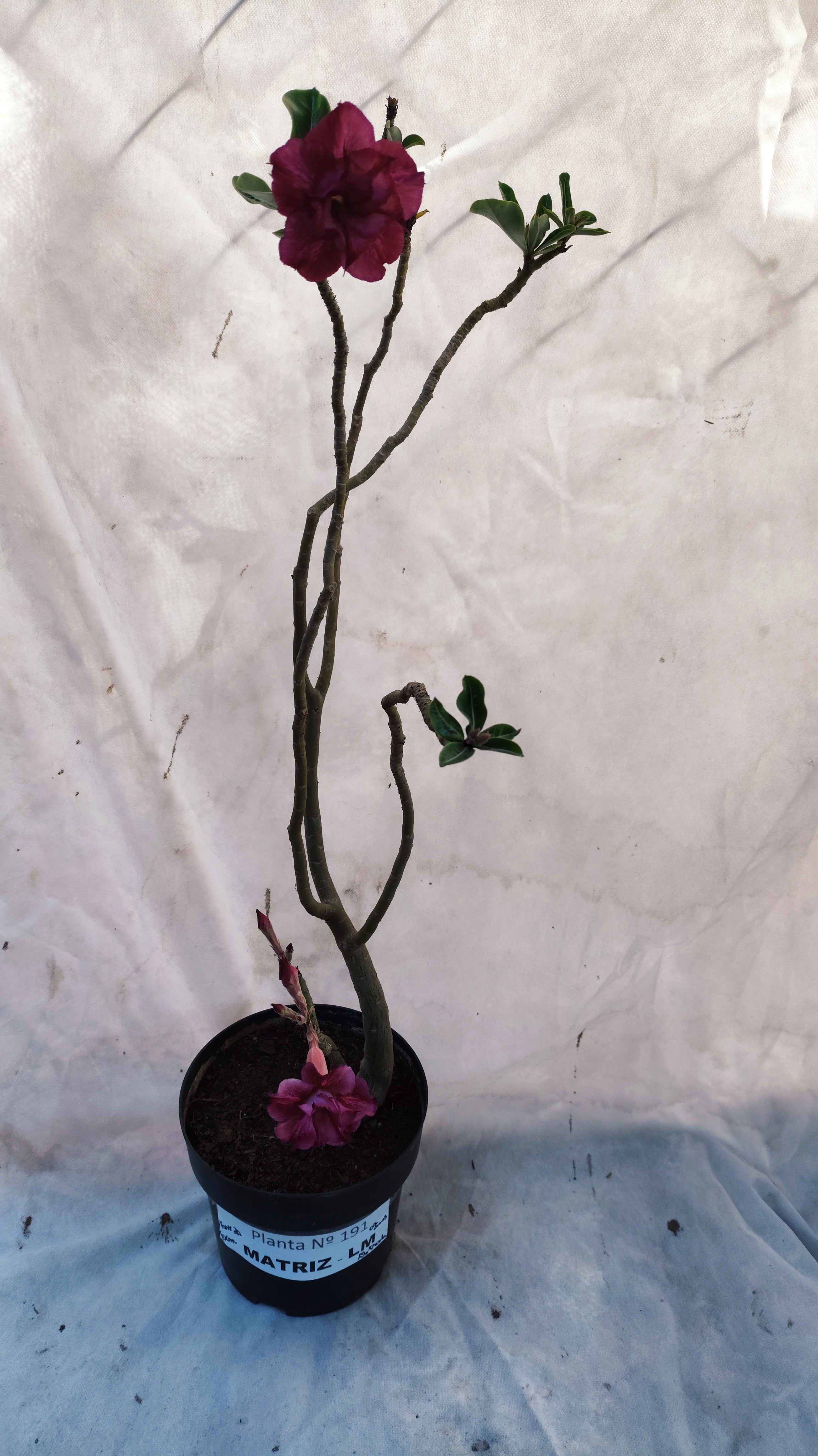 MATRIZ Planta Dobrada 191 – 60cm – 03 anos - Vaso 20