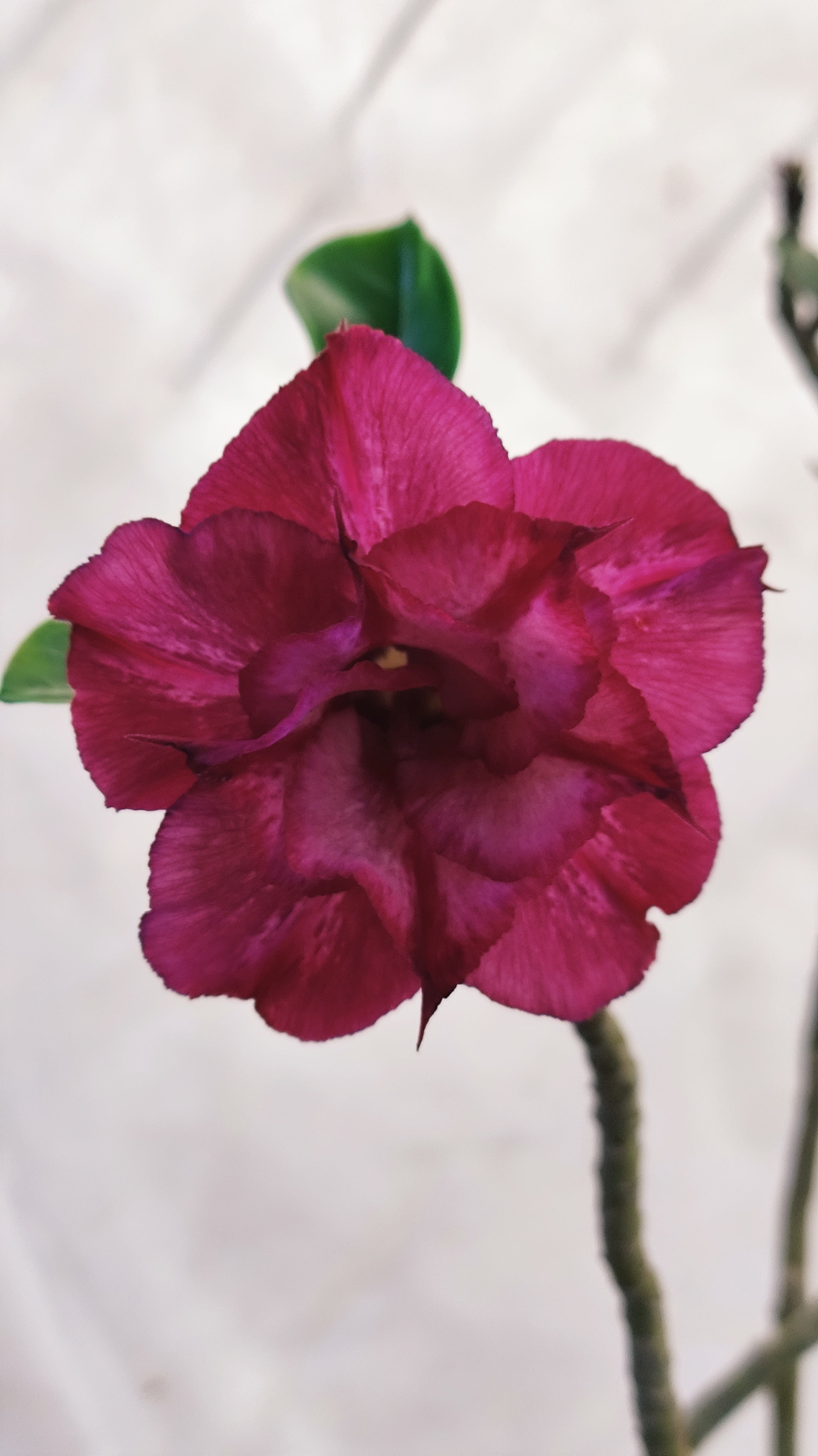 MATRIZ Planta Dobrada 191 – 60cm – 03 anos - Vaso 20