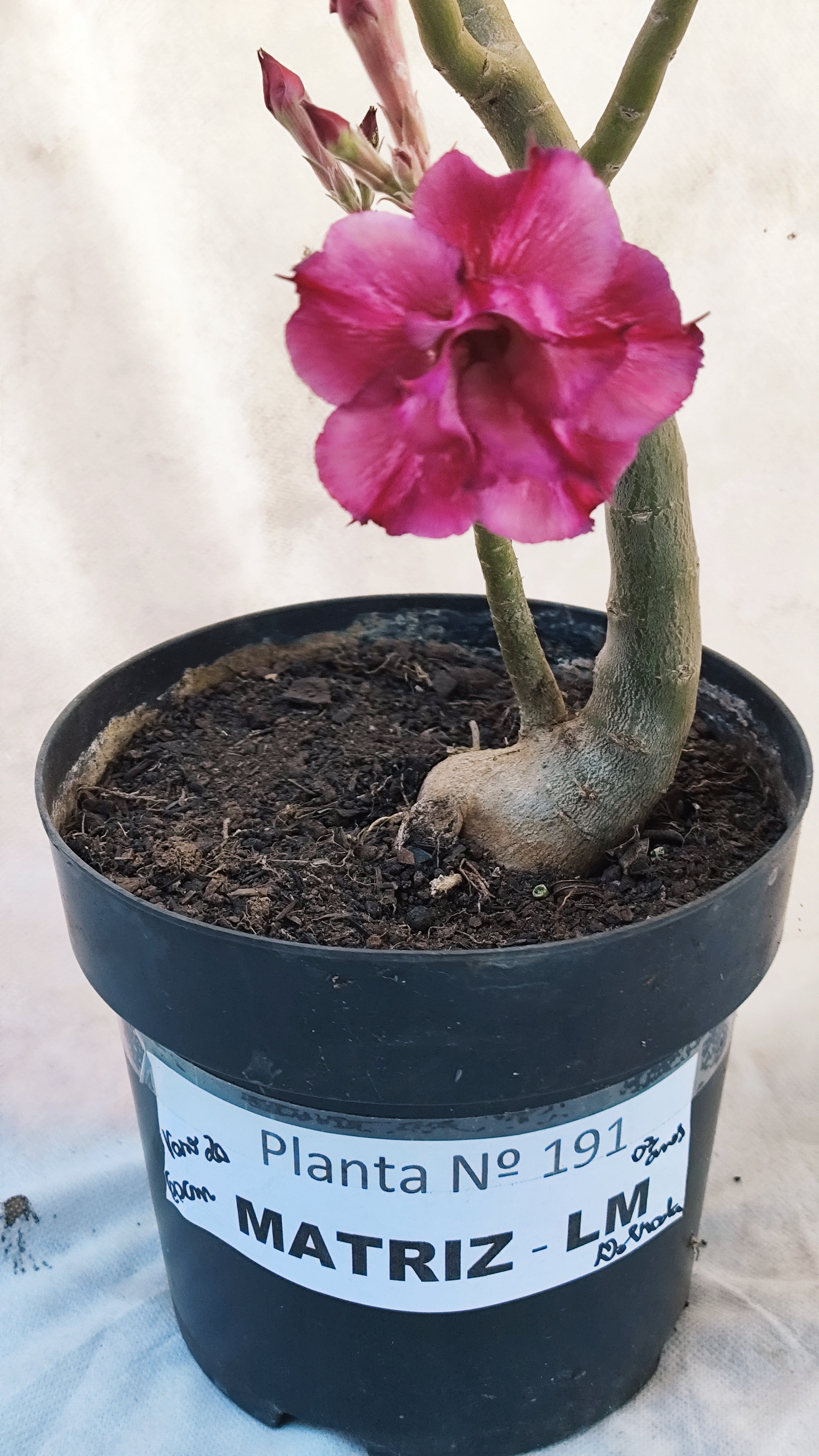 MATRIZ Planta Dobrada 191 – 60cm – 03 anos - Vaso 20