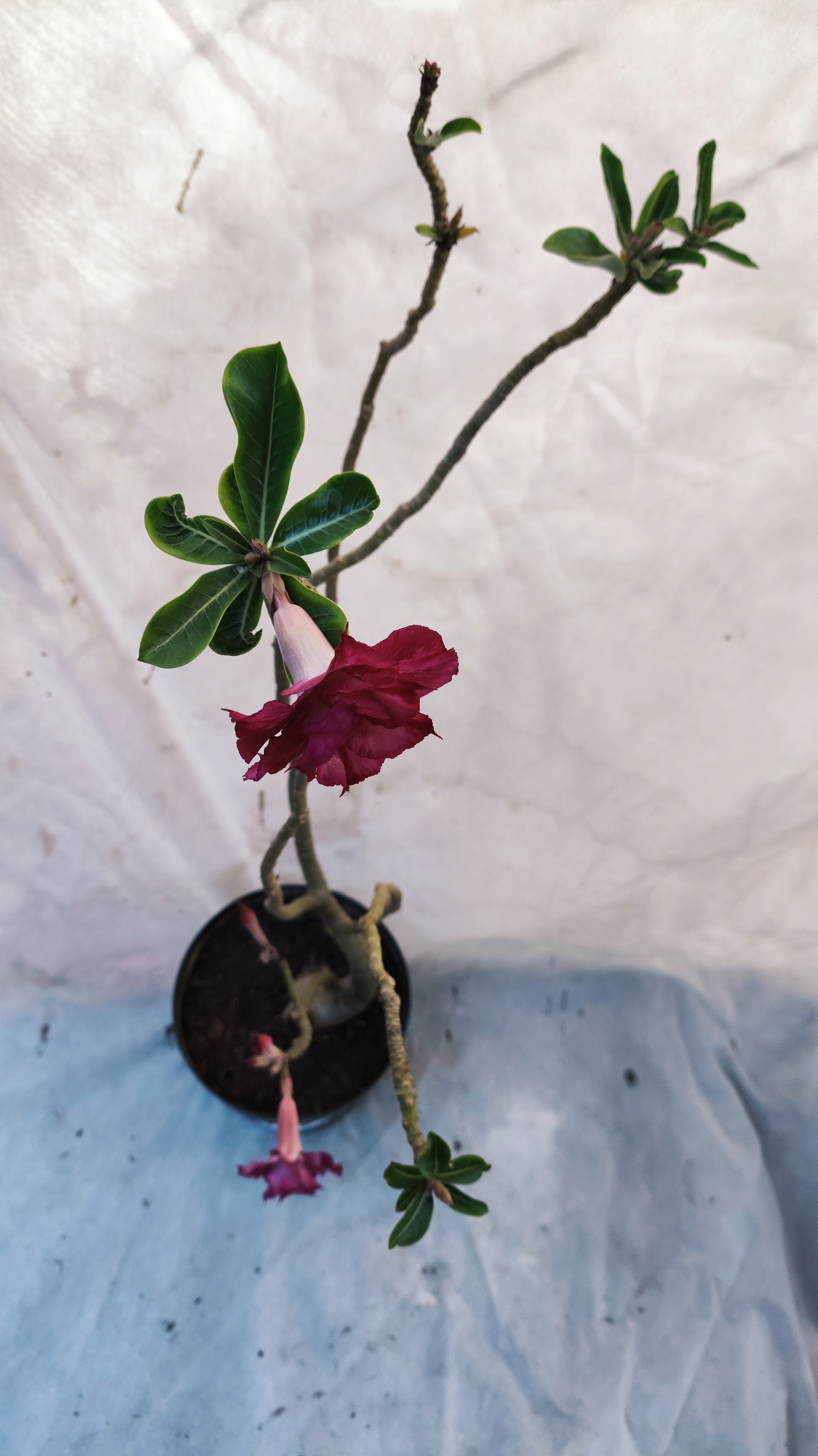 MATRIZ Planta Dobrada 191 – 60cm – 03 anos - Vaso 20