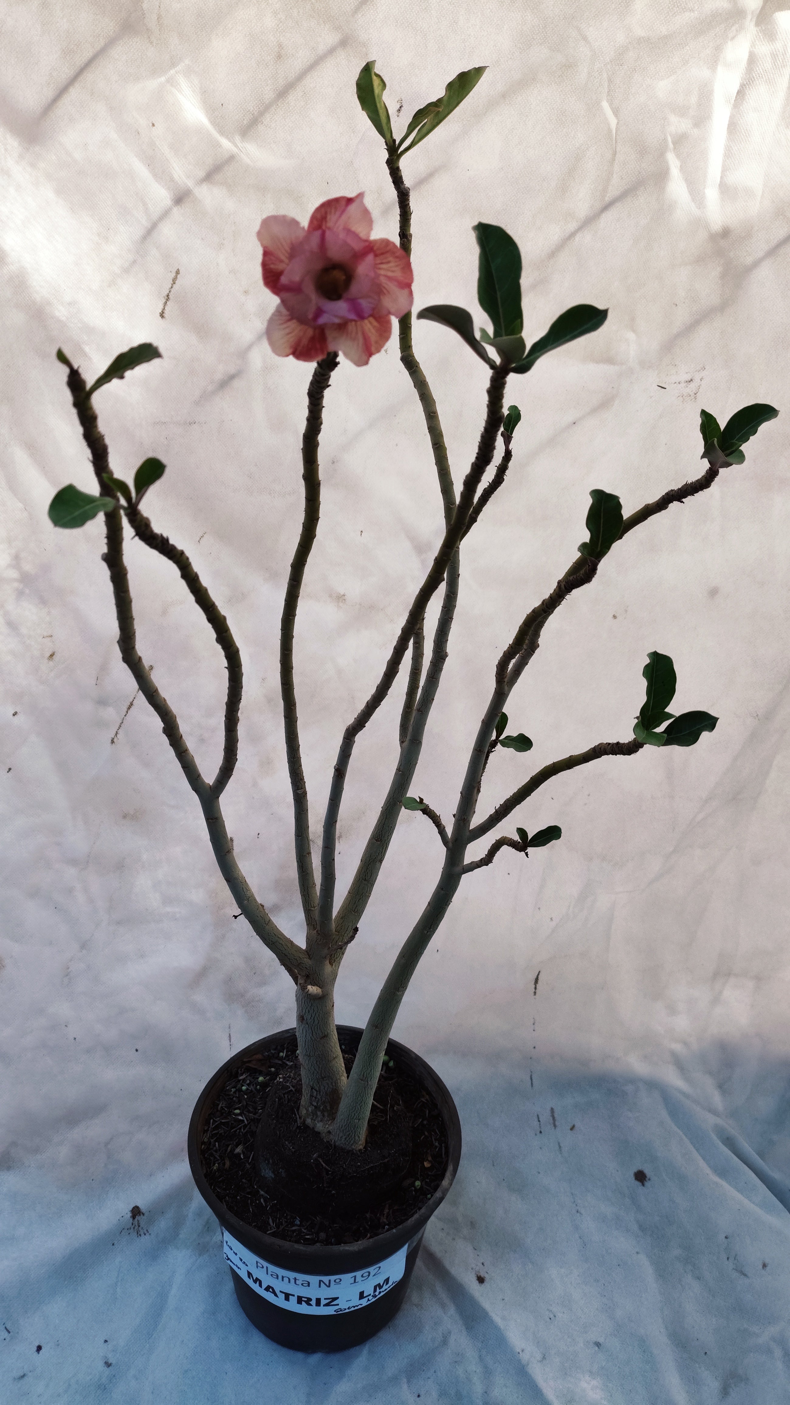 MATRIZ Planta Dobrada 192 – 60cm – 03 anos - Vaso 20
