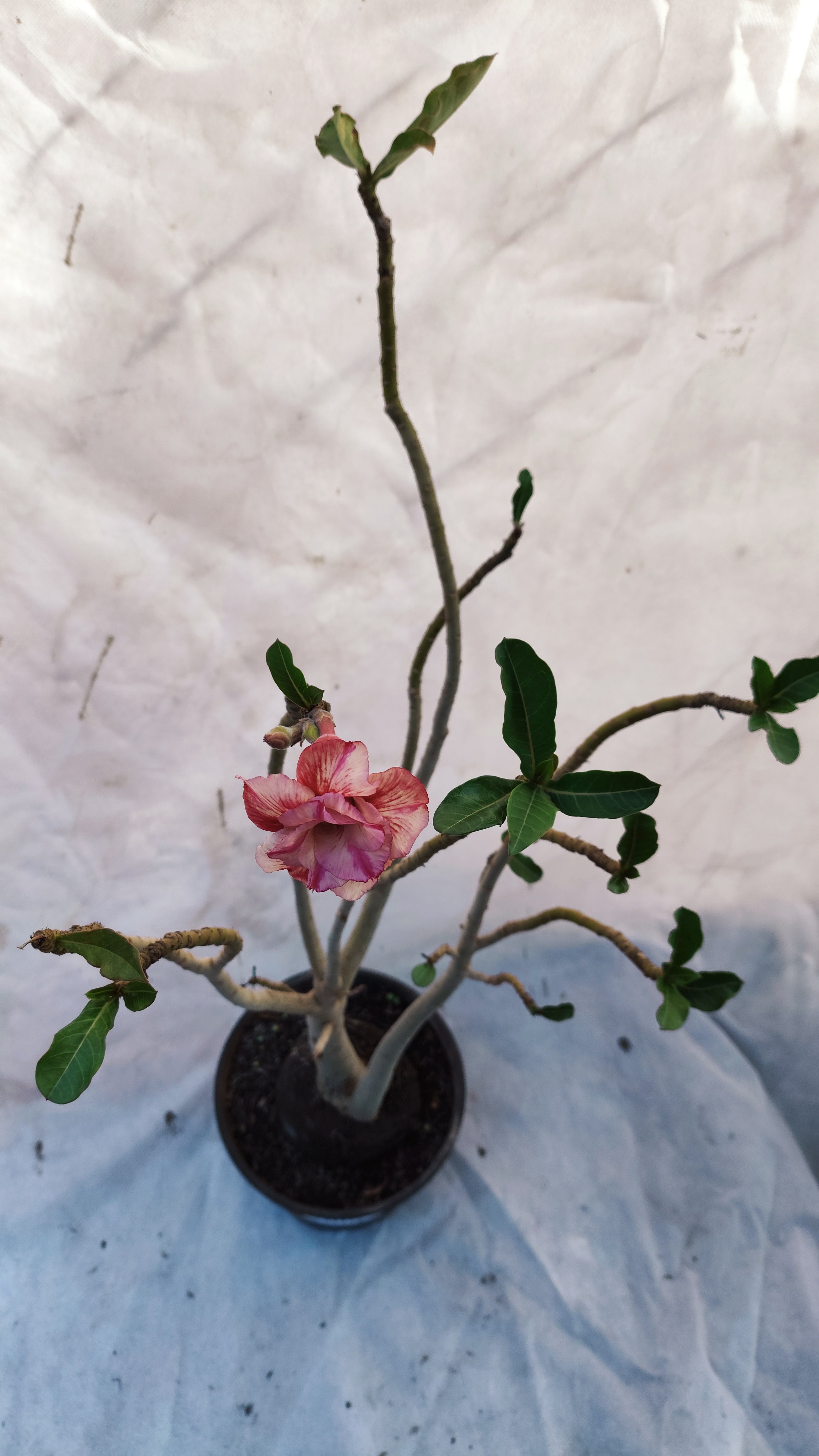 MATRIZ Planta Dobrada 192 – 60cm – 03 anos - Vaso 20