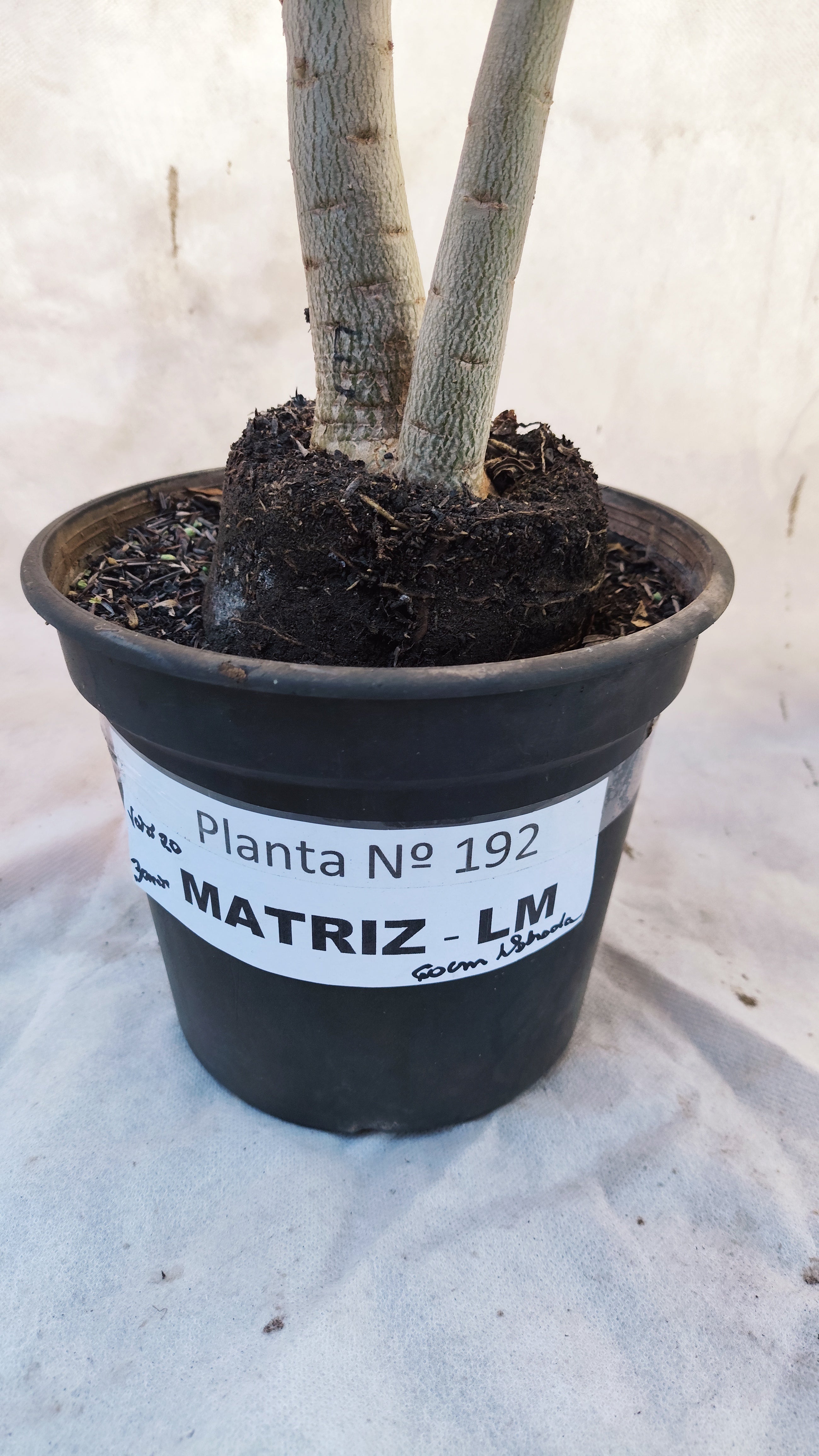 MATRIZ Planta Dobrada 192 – 60cm – 03 anos - Vaso 20