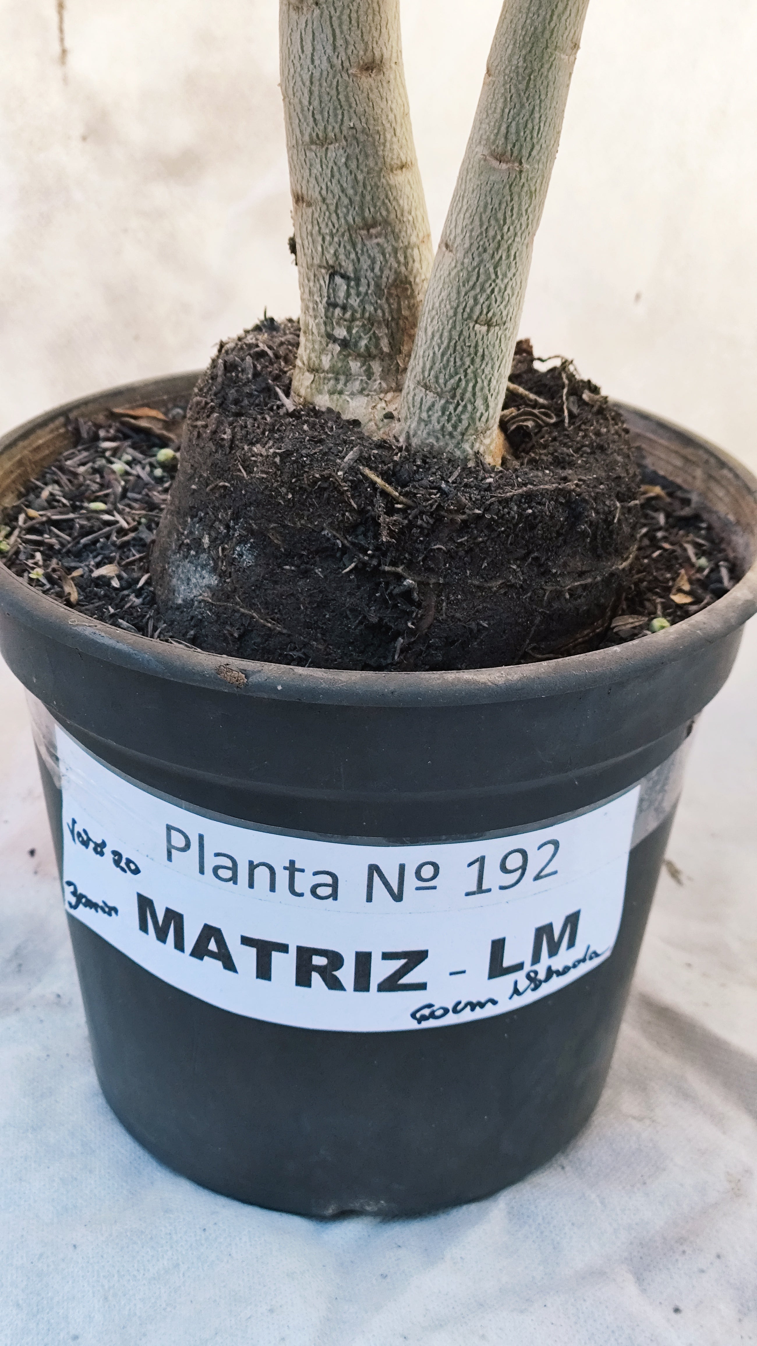 MATRIZ Planta Dobrada 192 – 60cm – 03 anos - Vaso 20