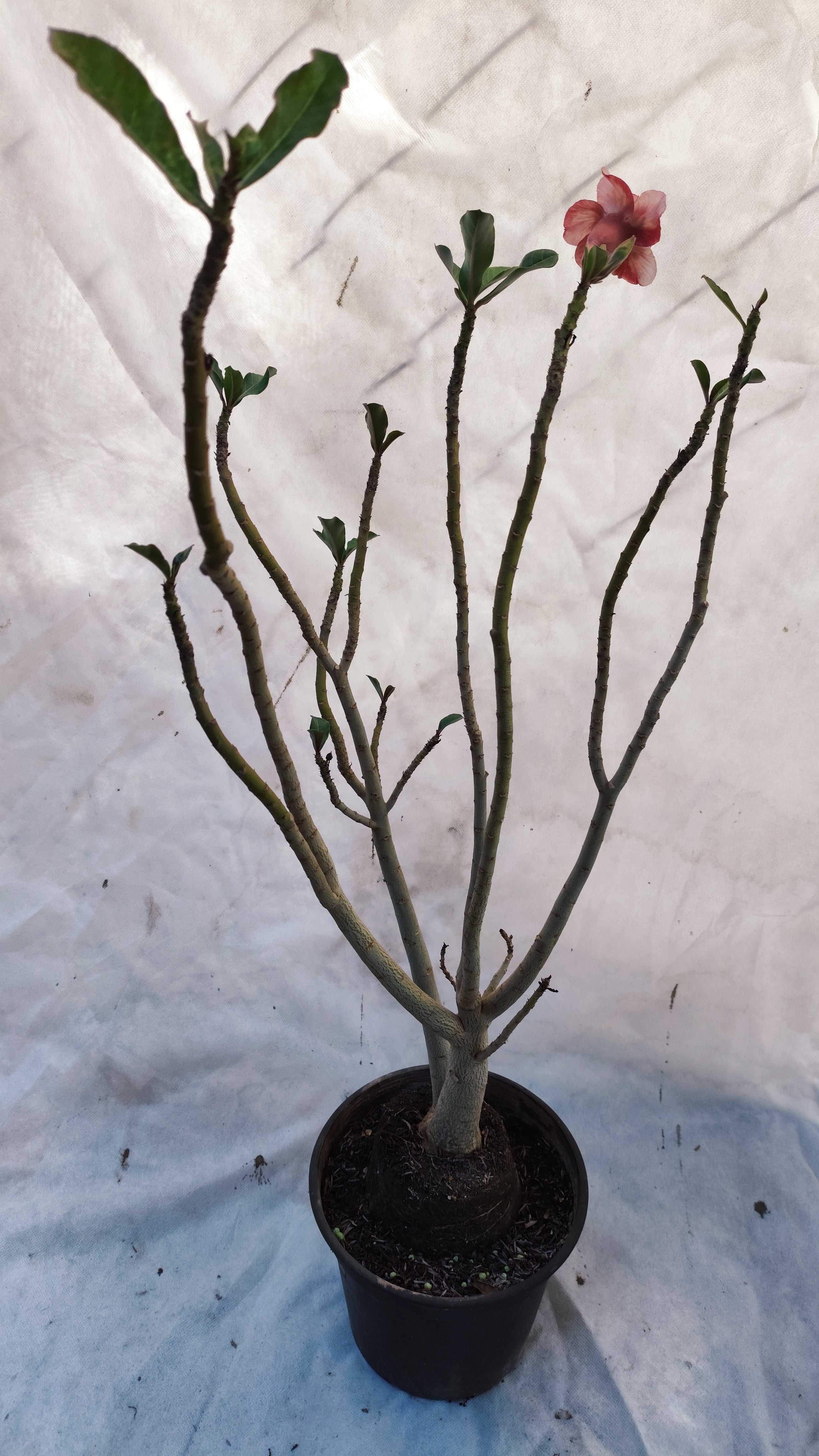 MATRIZ Planta Dobrada 192 – 60cm – 03 anos - Vaso 20