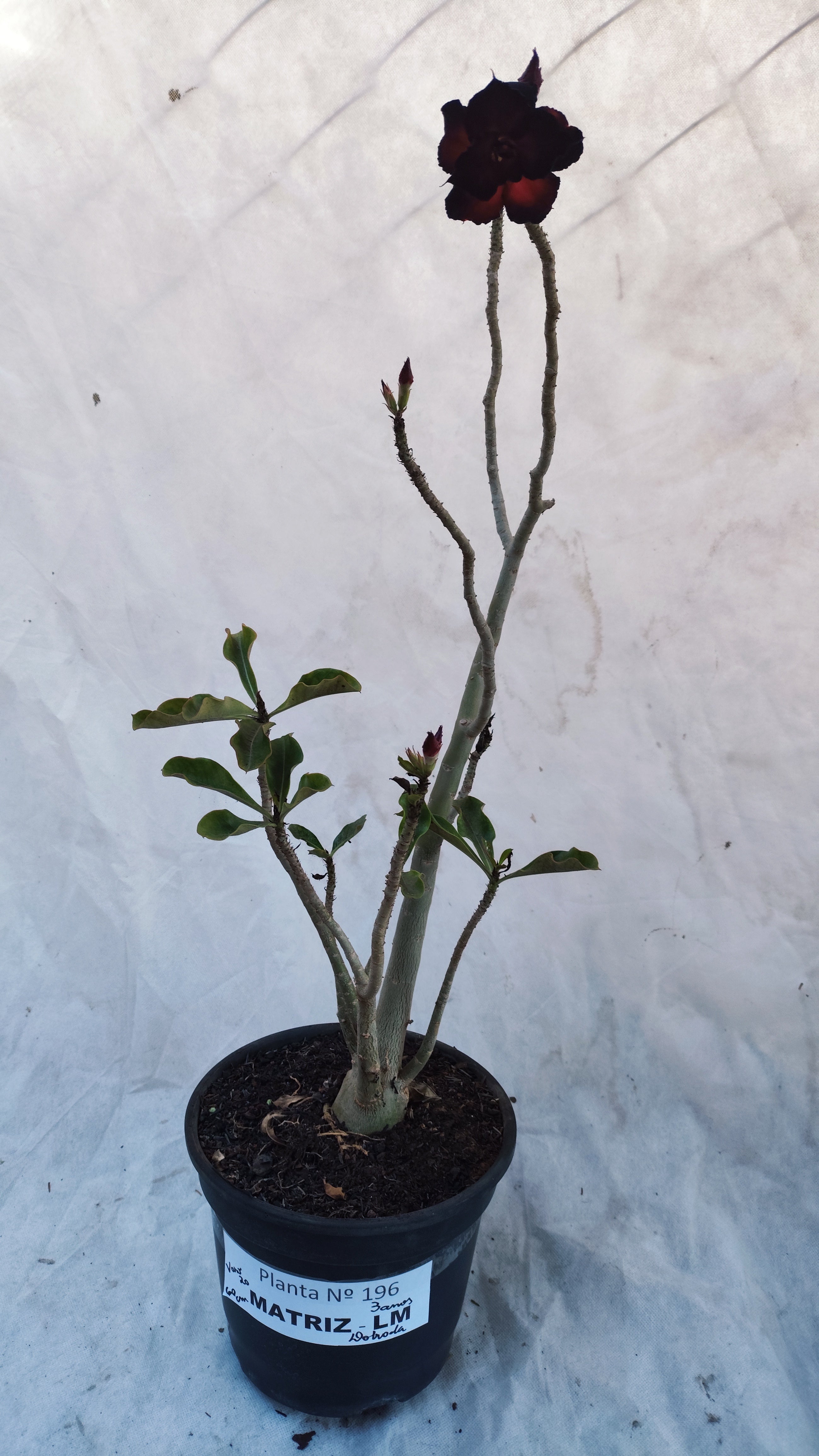 MATRIZ Planta Dobrada 196 – 60cm – 03 anos - Vaso 20