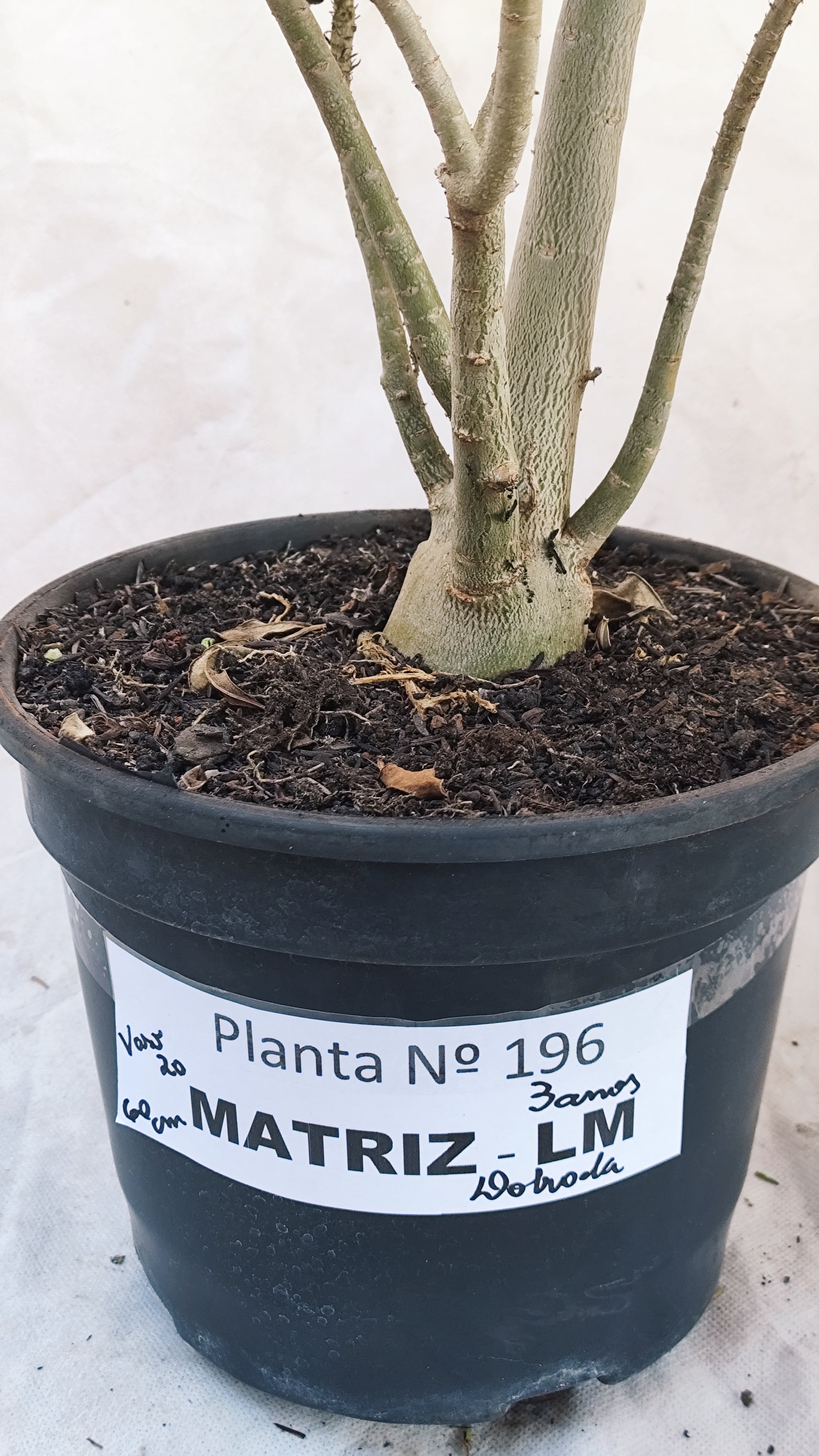 MATRIZ Planta Dobrada 196 – 60cm – 03 anos - Vaso 20