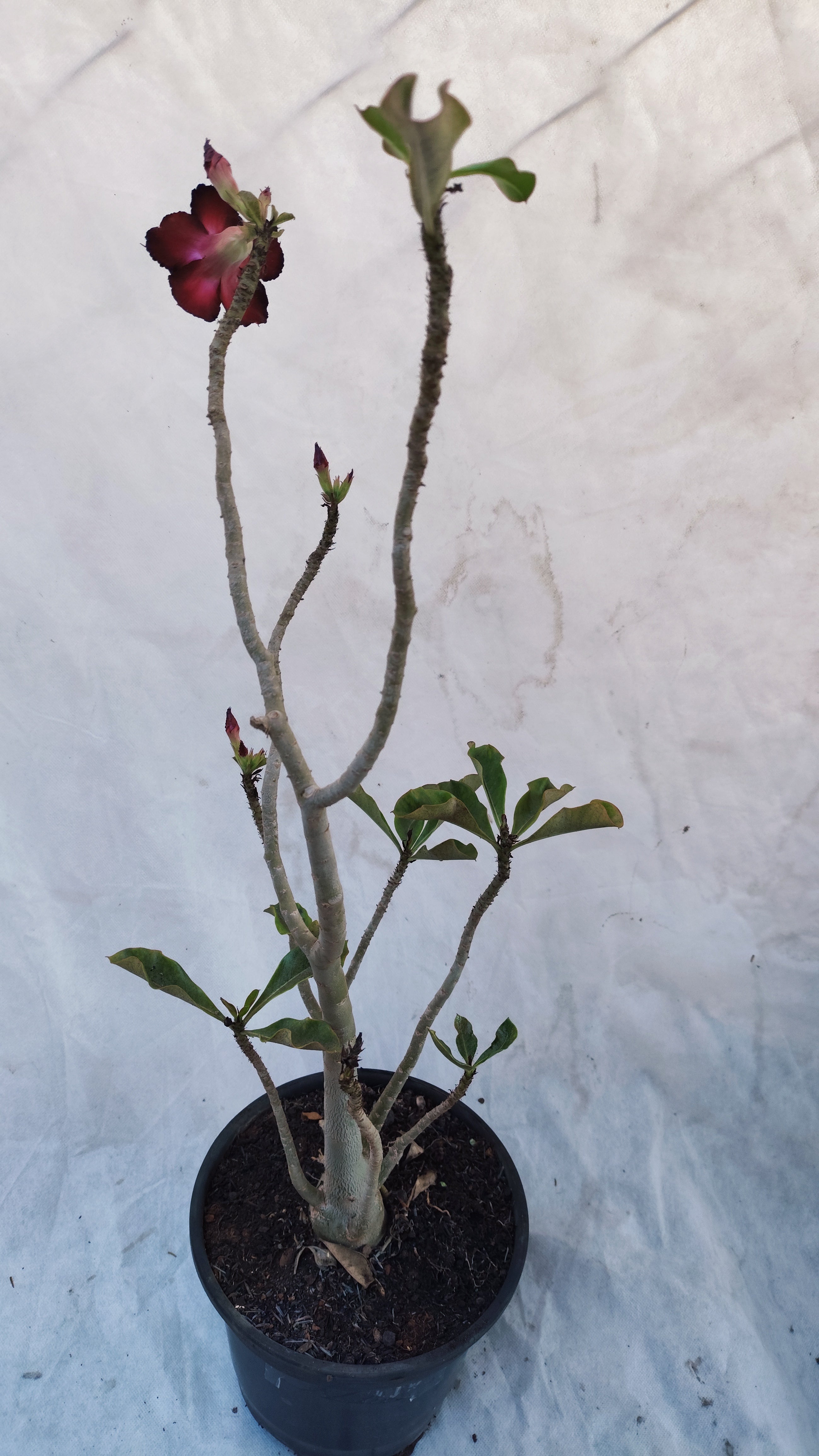 MATRIZ Planta Dobrada 196 – 60cm – 03 anos - Vaso 20