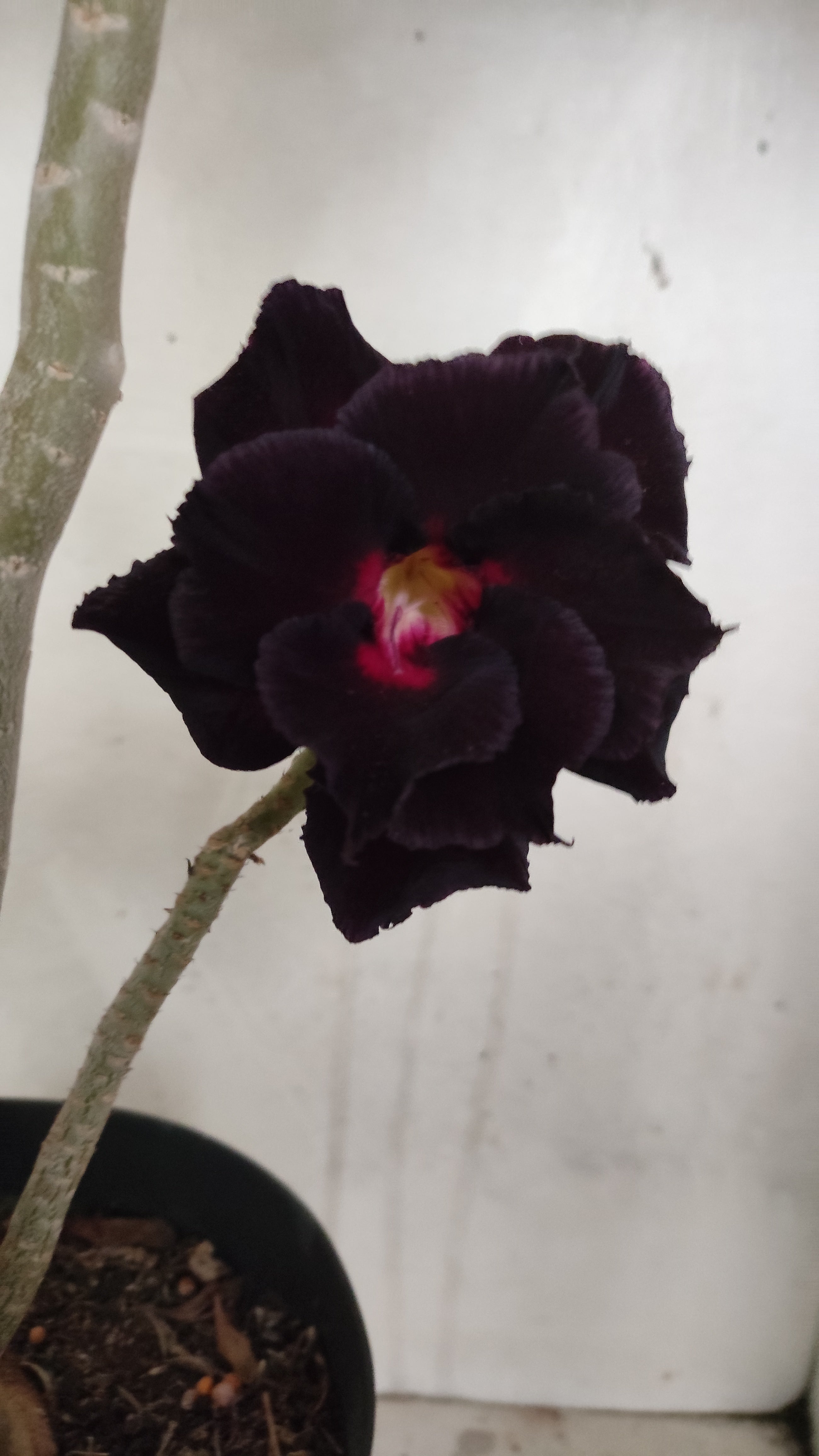 MATRIZ Planta Dobrada 210 – 60cm – 03 anos - Vaso 20