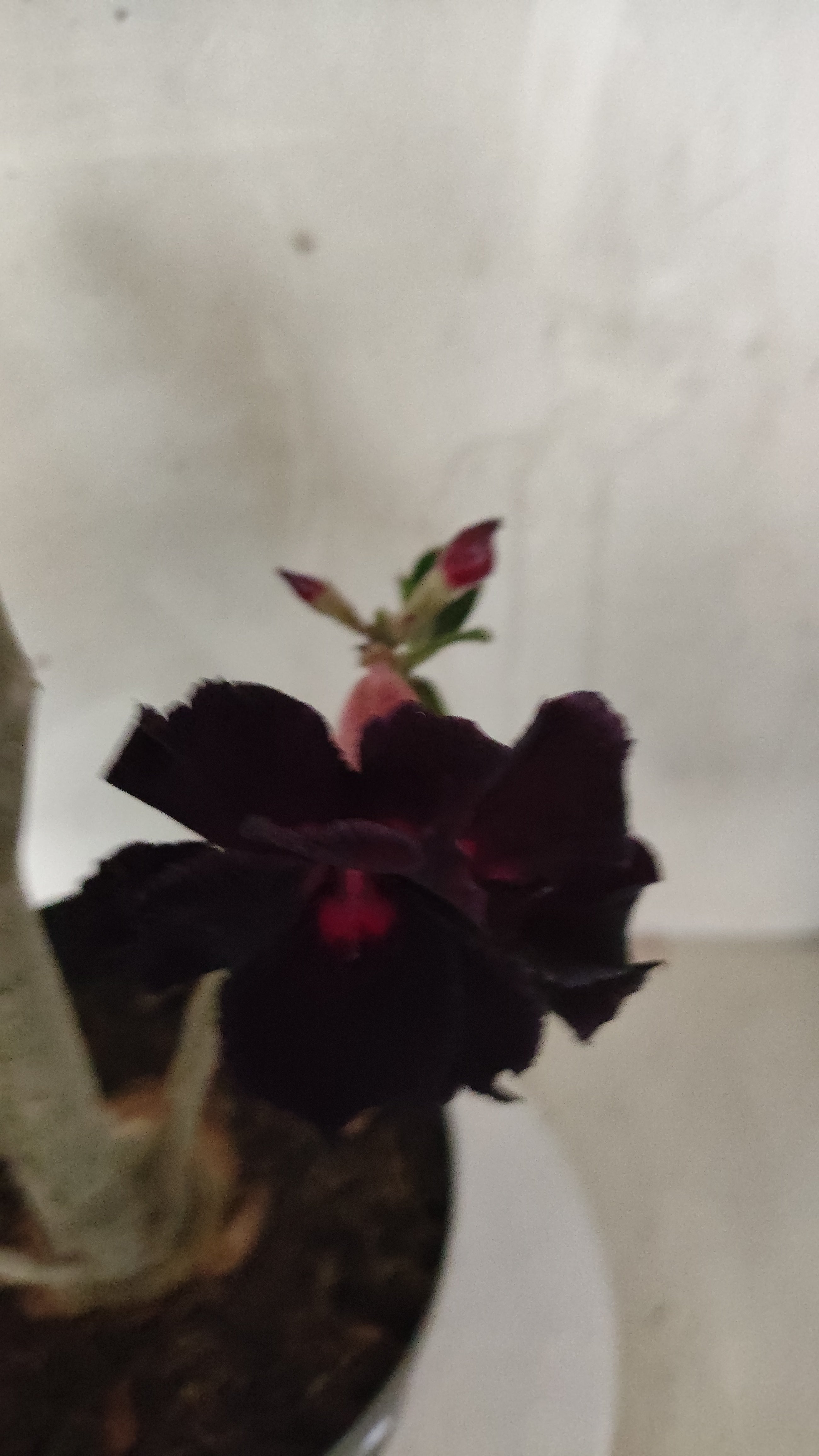 MATRIZ Planta Dobrada 210 – 60cm – 03 anos - Vaso 20