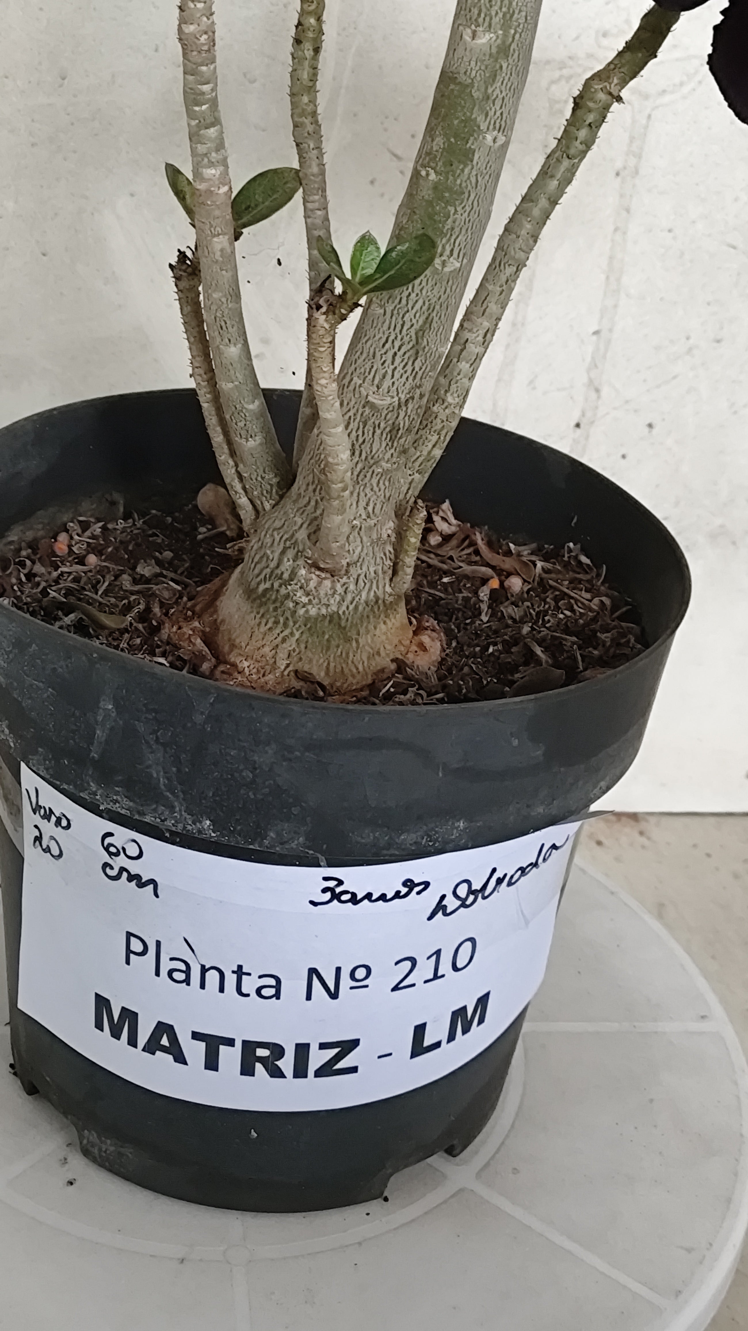 MATRIZ Planta Dobrada 210 – 60cm – 03 anos - Vaso 20