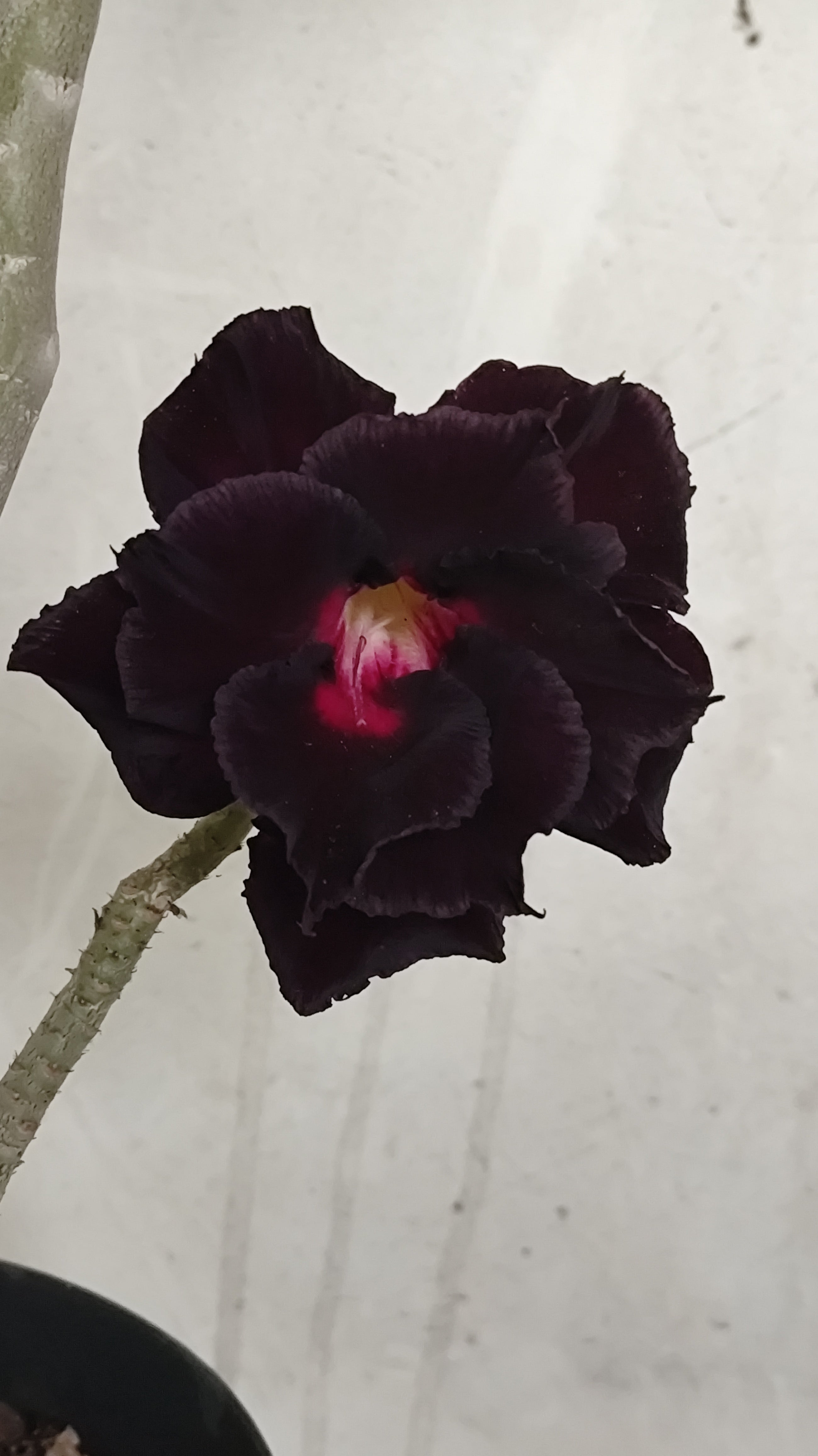 MATRIZ Planta Dobrada 210 – 60cm – 03 anos - Vaso 20