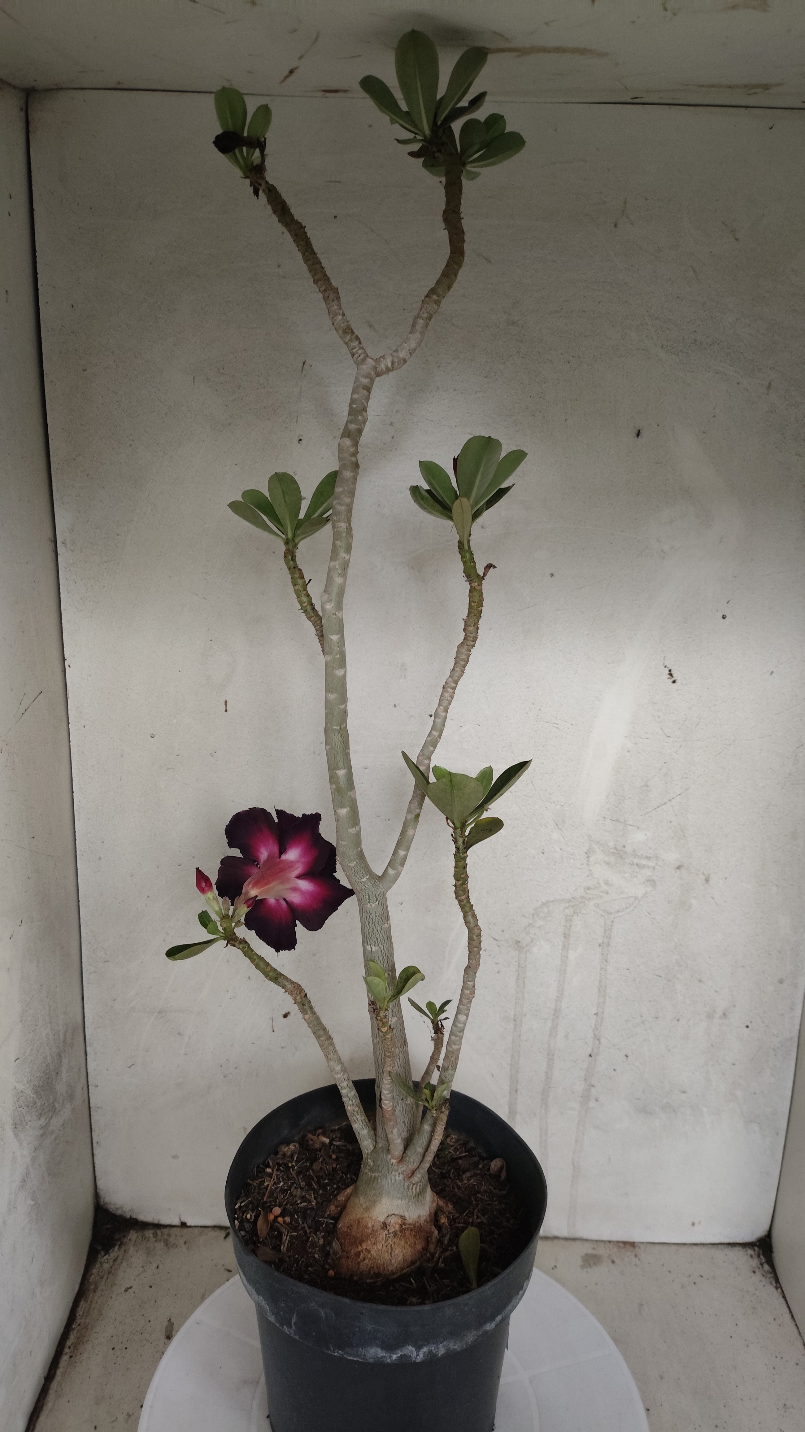 MATRIZ Planta Dobrada 210 – 60cm – 03 anos - Vaso 20