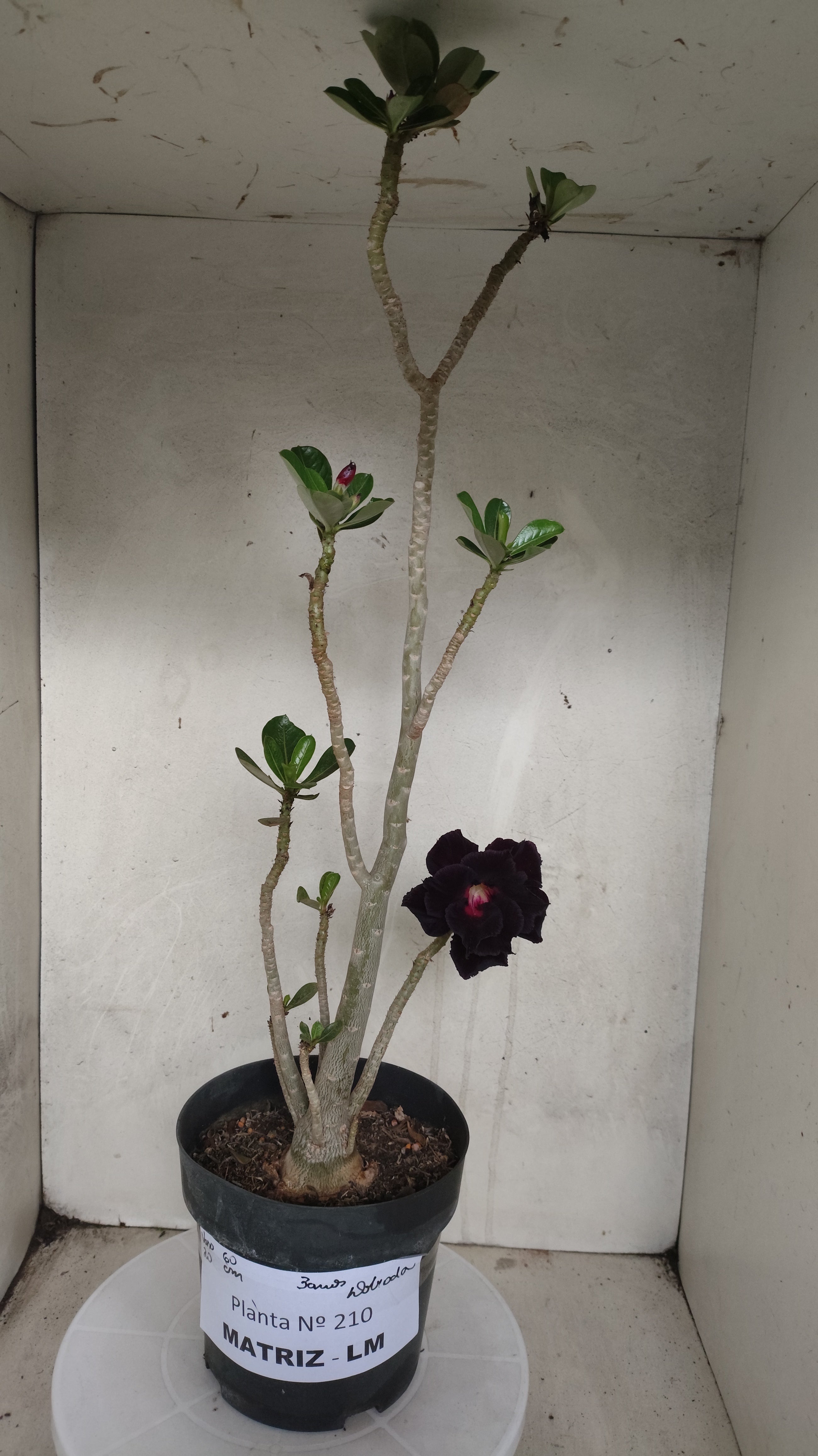 MATRIZ Planta Dobrada 210 – 60cm – 03 anos - Vaso 20