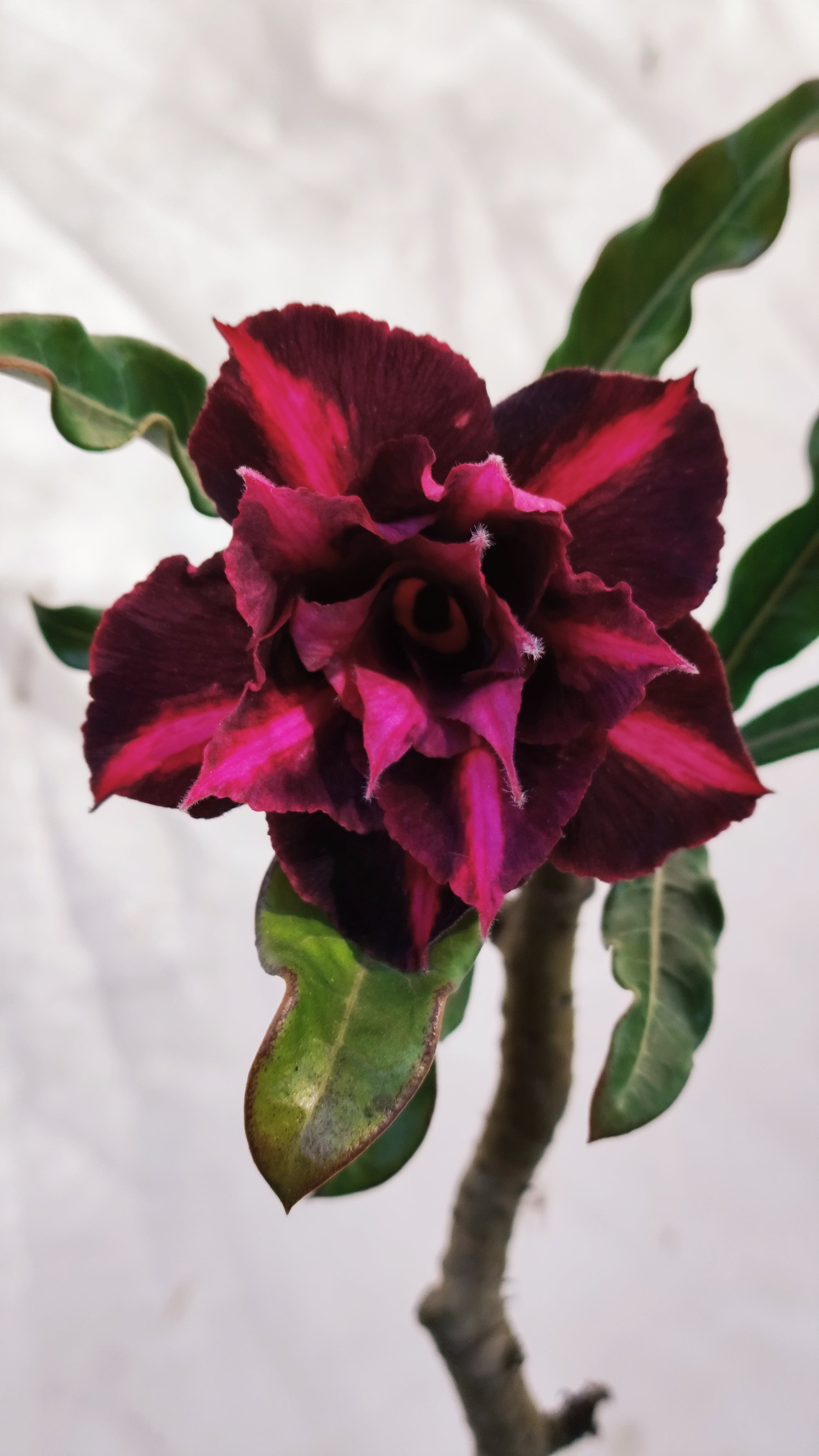 MATRIZ Planta Dobrada 212 – 60cm – 03 anos - Vaso 20