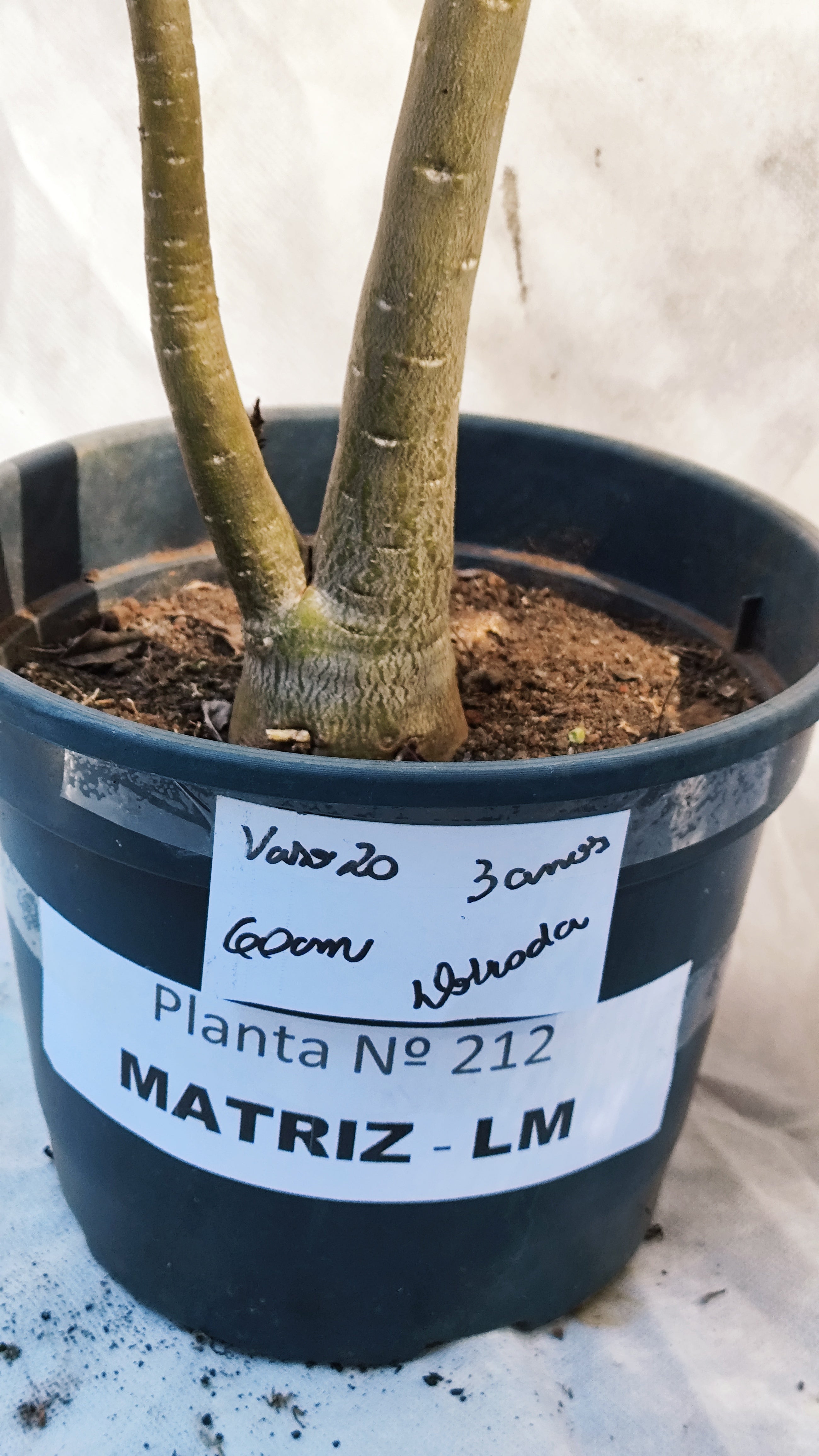 MATRIZ Planta Dobrada 212 – 60cm – 03 anos - Vaso 20