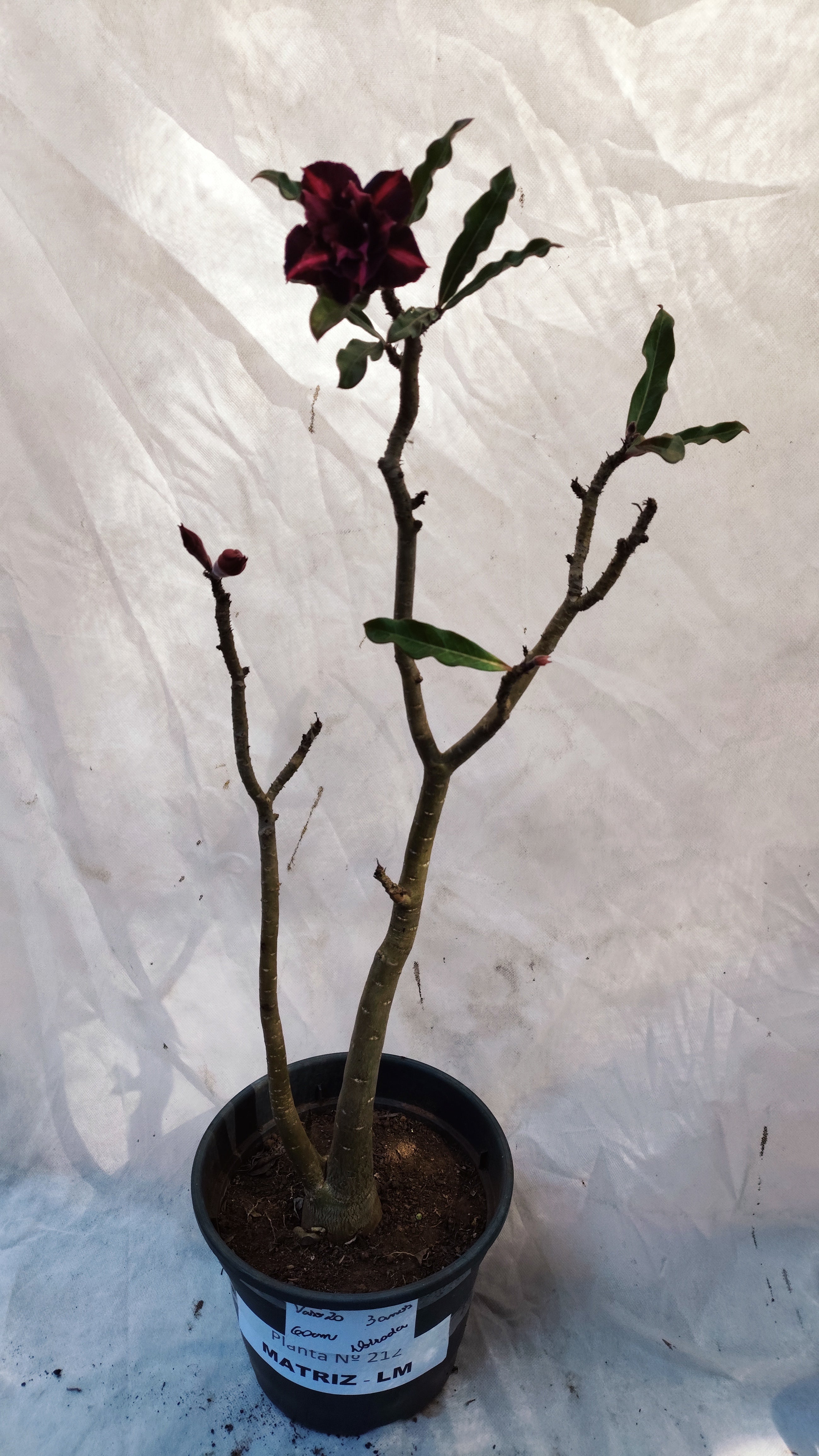 MATRIZ Planta Dobrada 212 – 60cm – 03 anos - Vaso 20