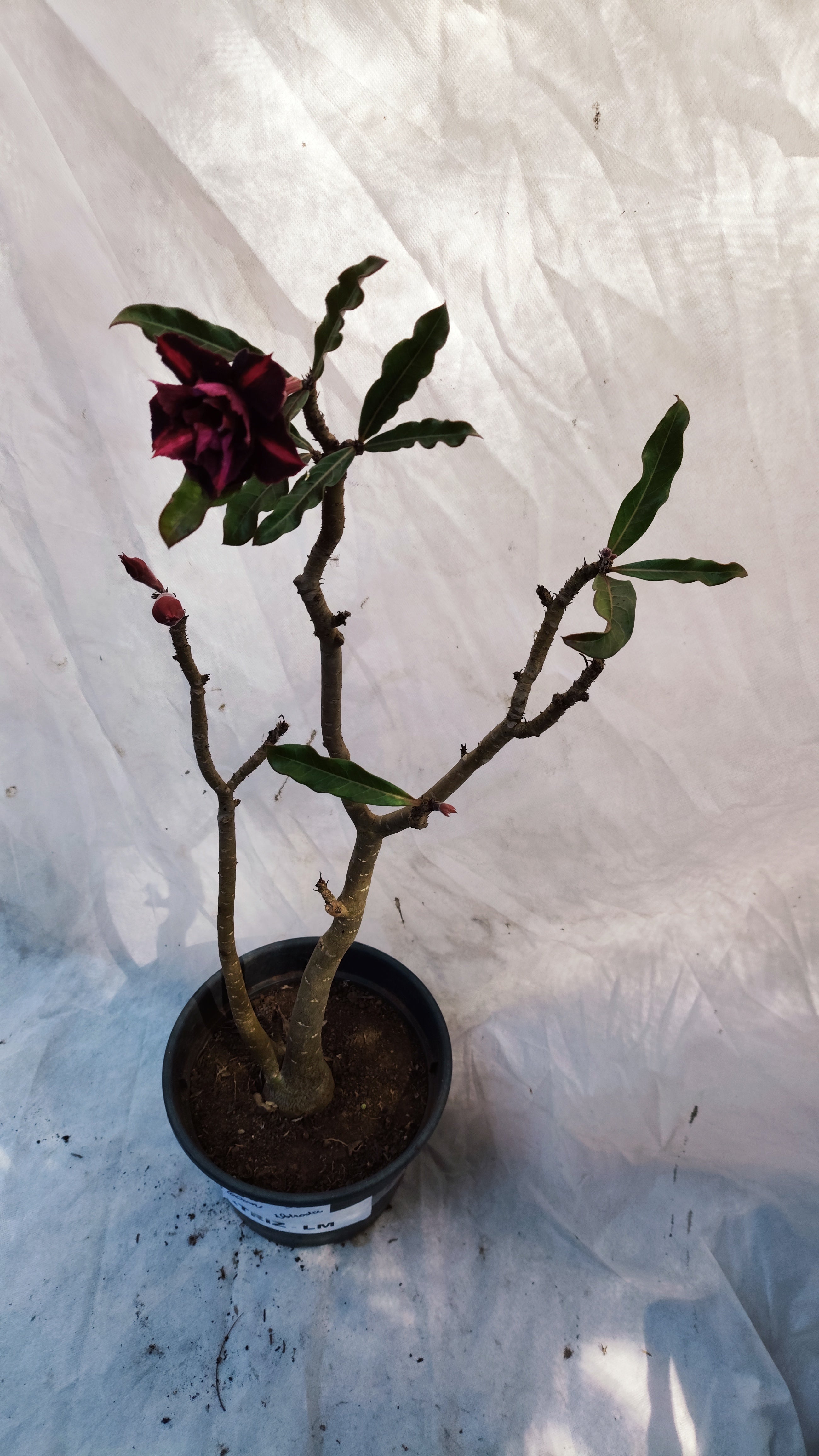 MATRIZ Planta Dobrada 212 – 60cm – 03 anos - Vaso 20