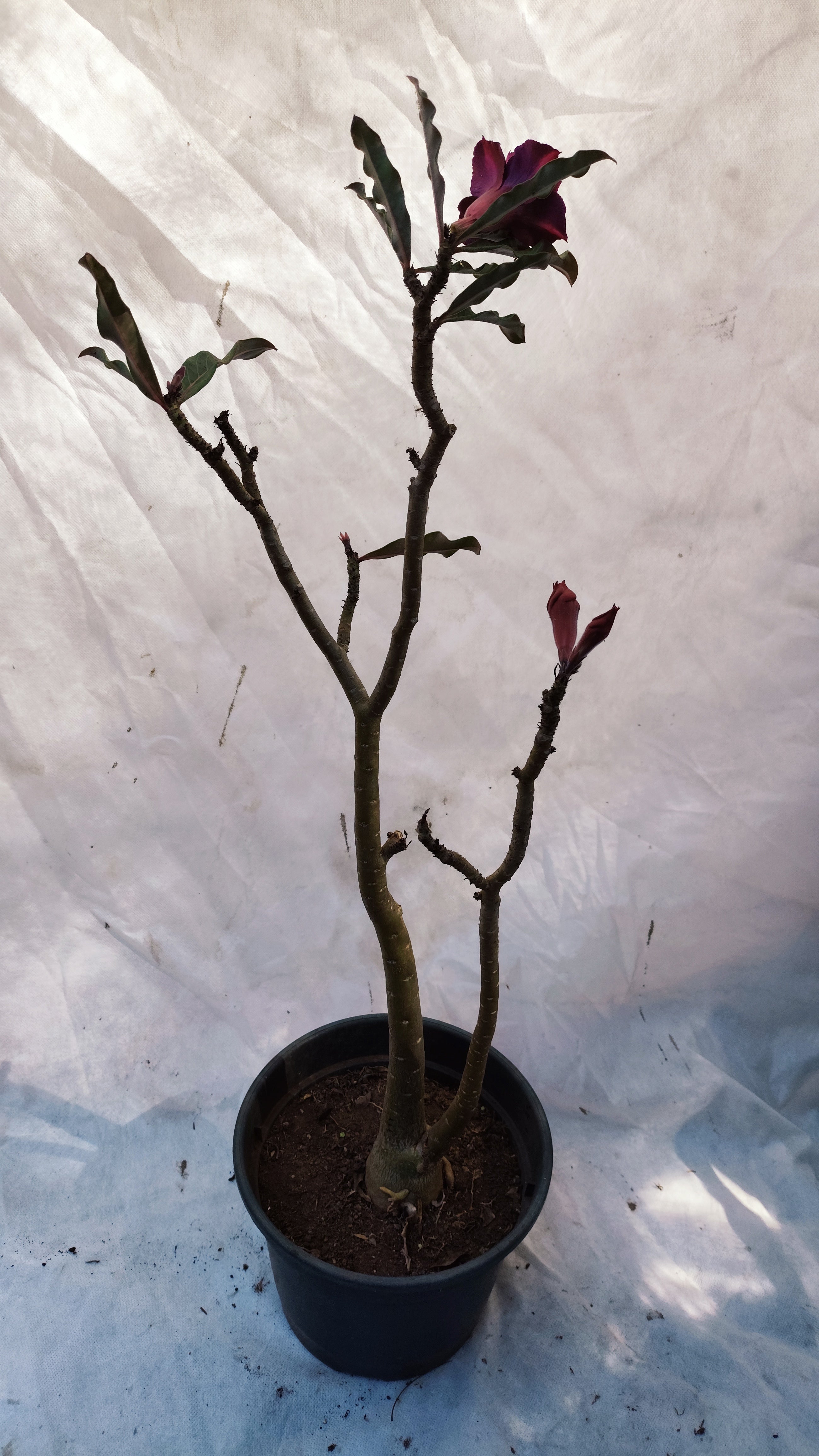 MATRIZ Planta Dobrada 212 – 60cm – 03 anos - Vaso 20