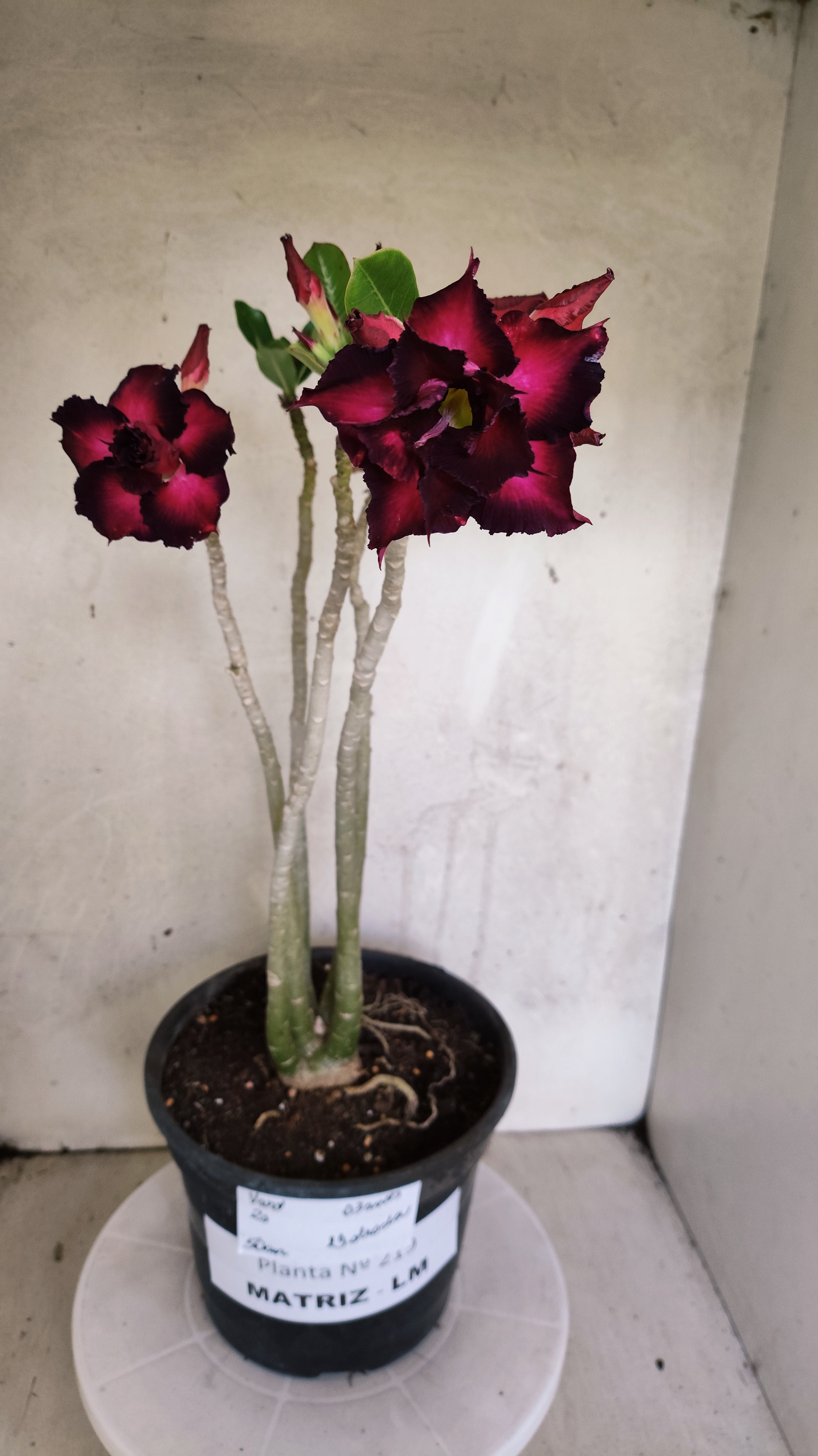 MATRIZ Planta Dobrada 219 – 50cm – 03 anos - Vaso 20