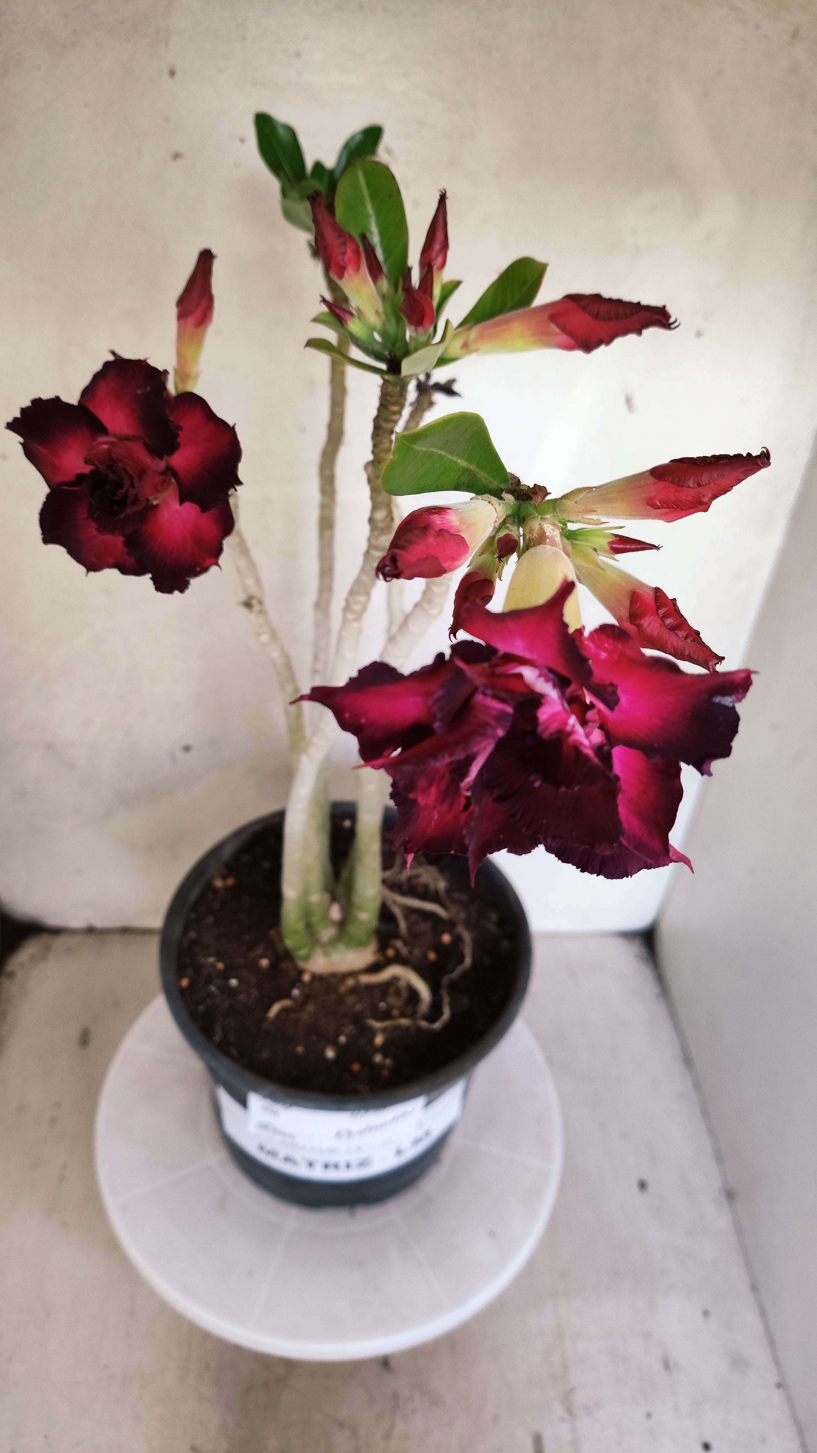 MATRIZ Planta Dobrada 219 – 50cm – 03 anos - Vaso 20