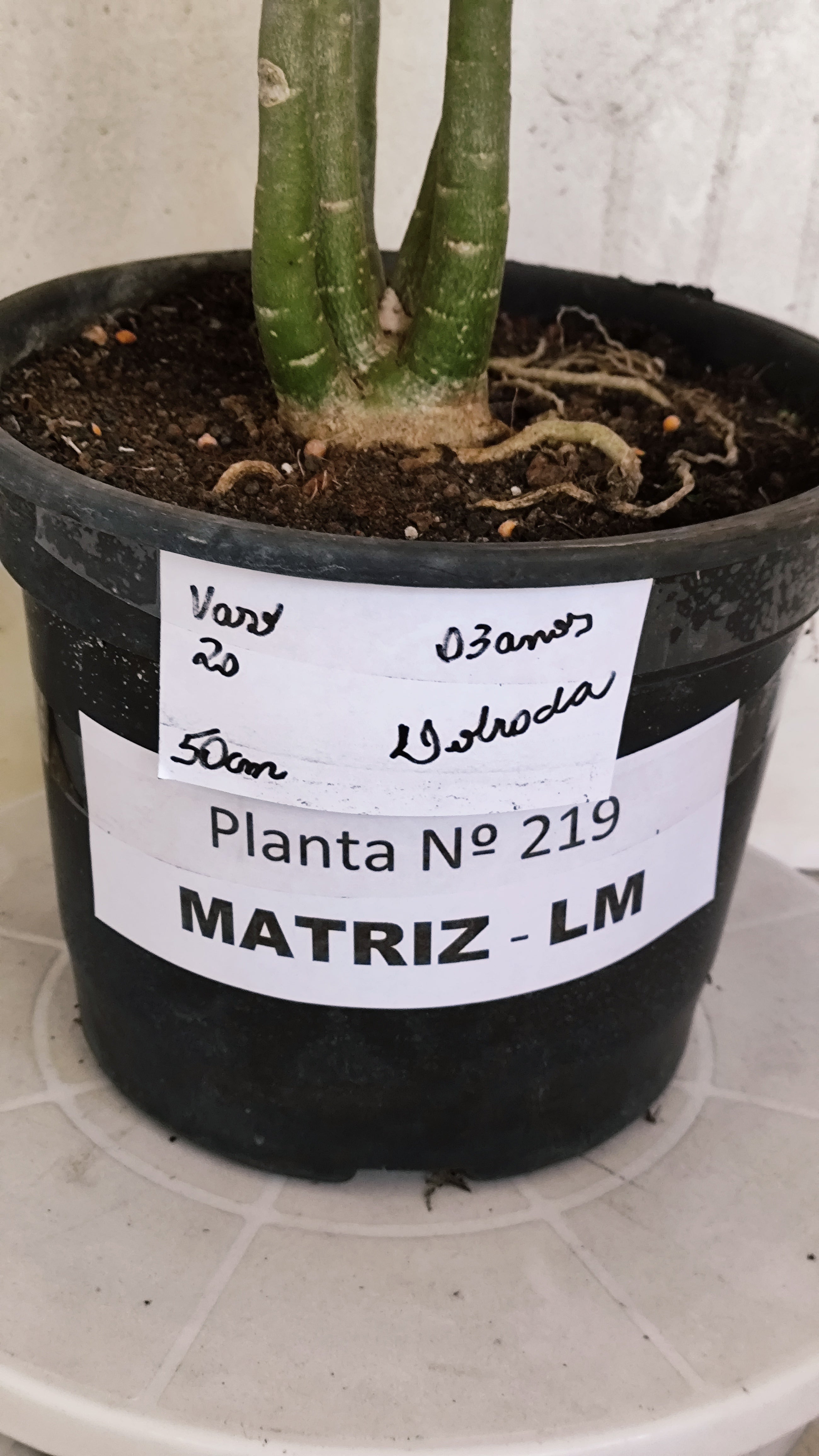 MATRIZ Planta Dobrada 219 – 50cm – 03 anos - Vaso 20