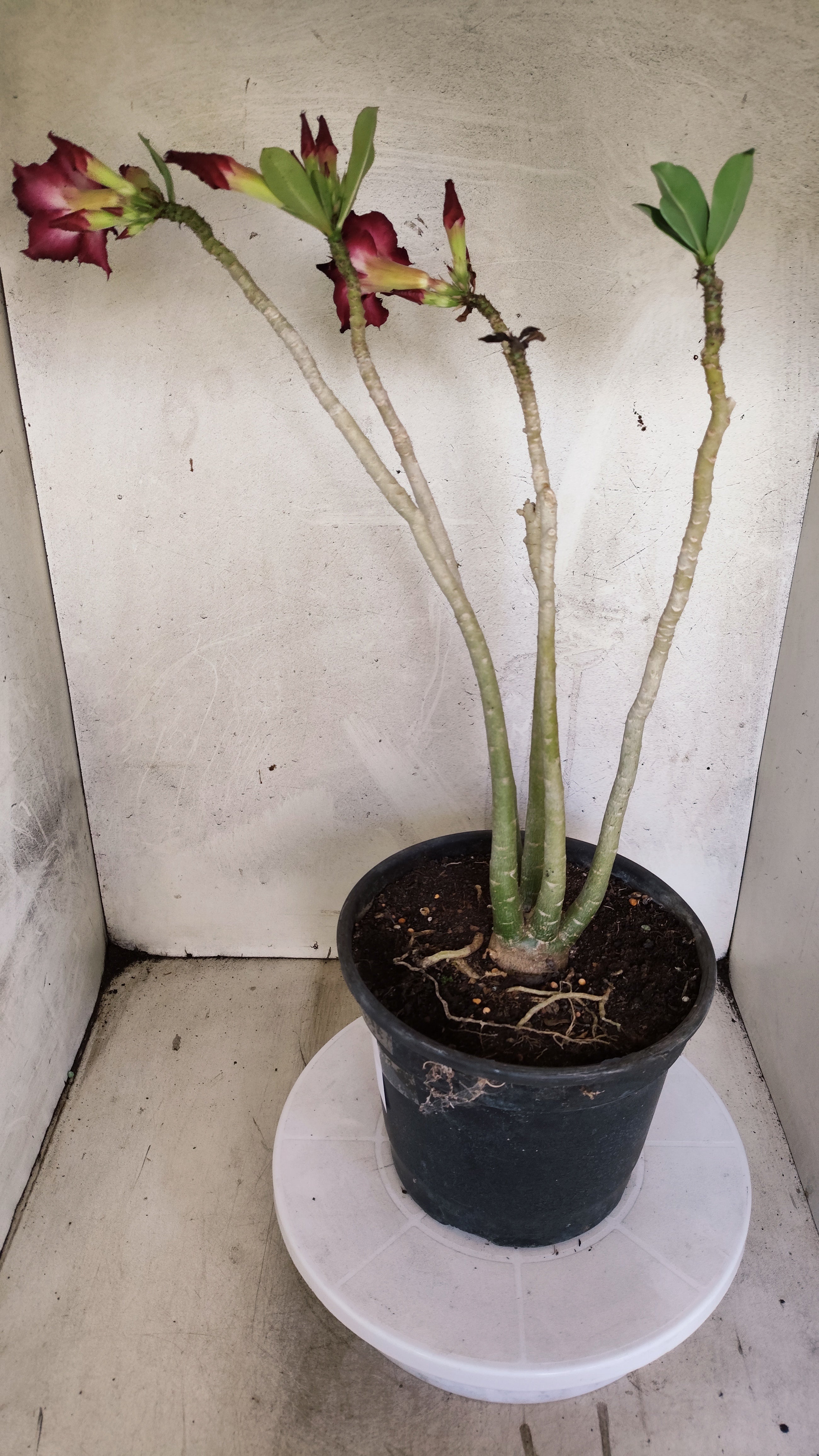 MATRIZ Planta Dobrada 219 – 50cm – 03 anos - Vaso 20