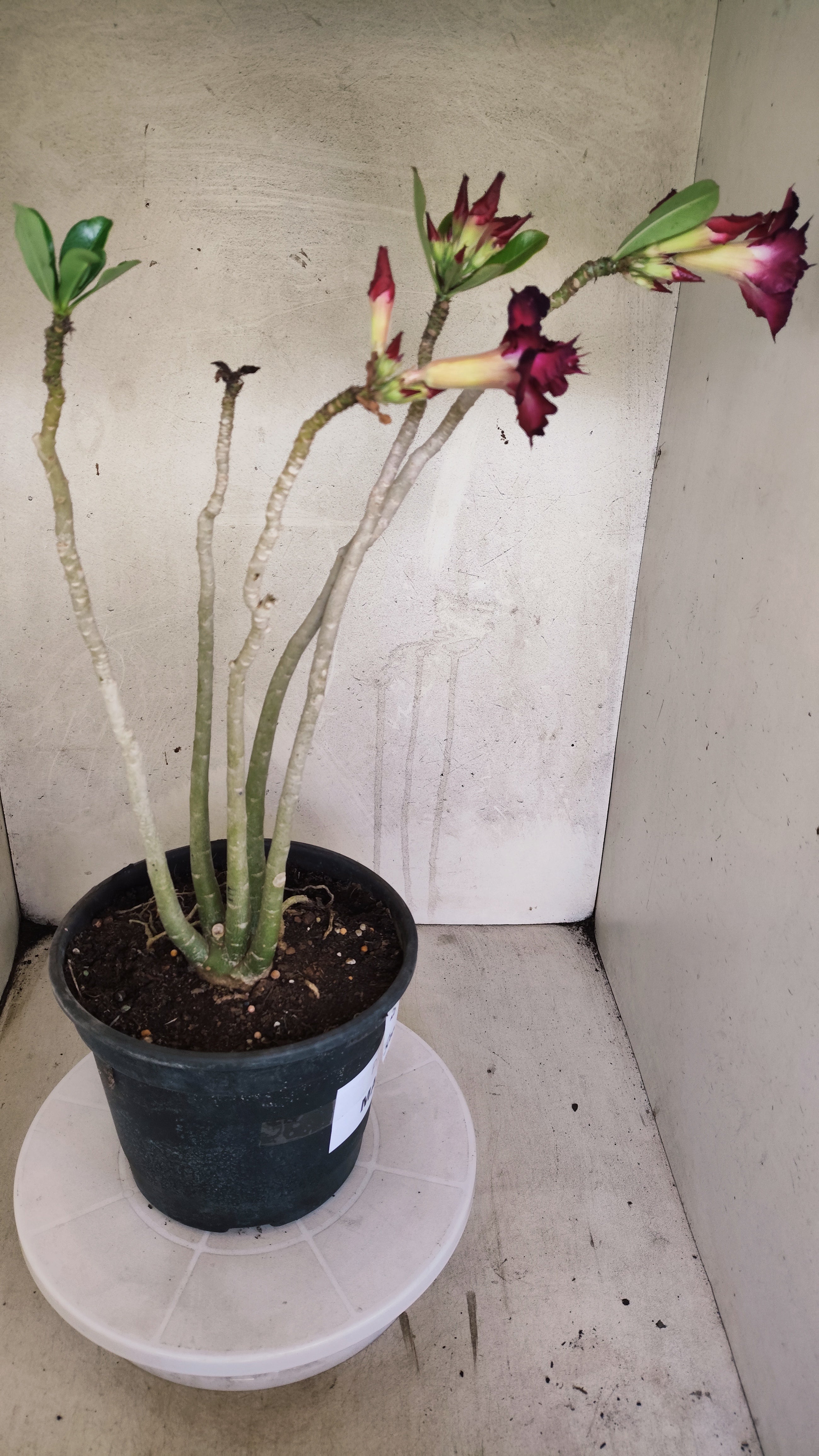 MATRIZ Planta Dobrada 219 – 50cm – 03 anos - Vaso 20