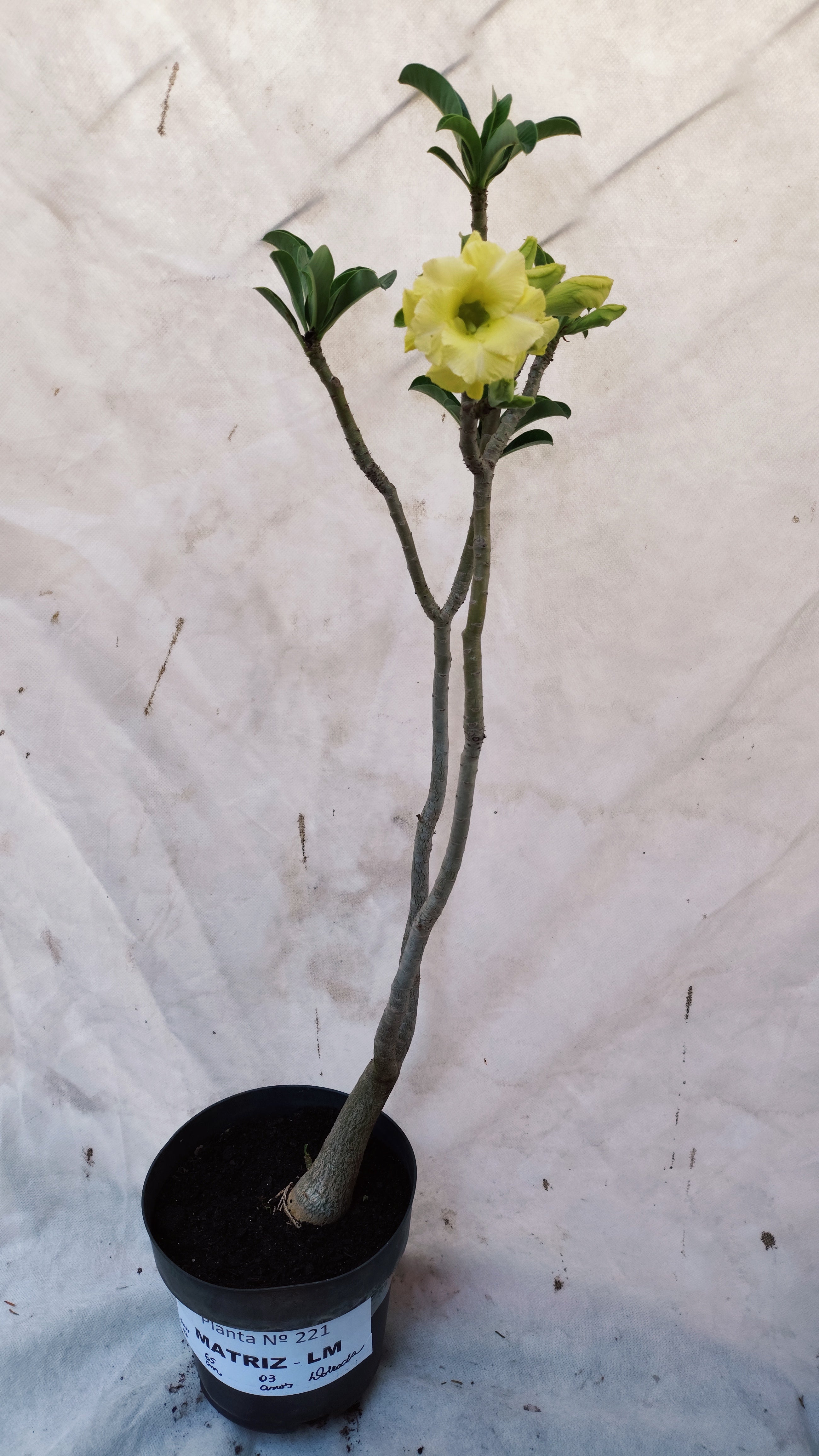 MATRIZ Planta Dobrada 221 –  65cm – 03 anos - Vaso 17