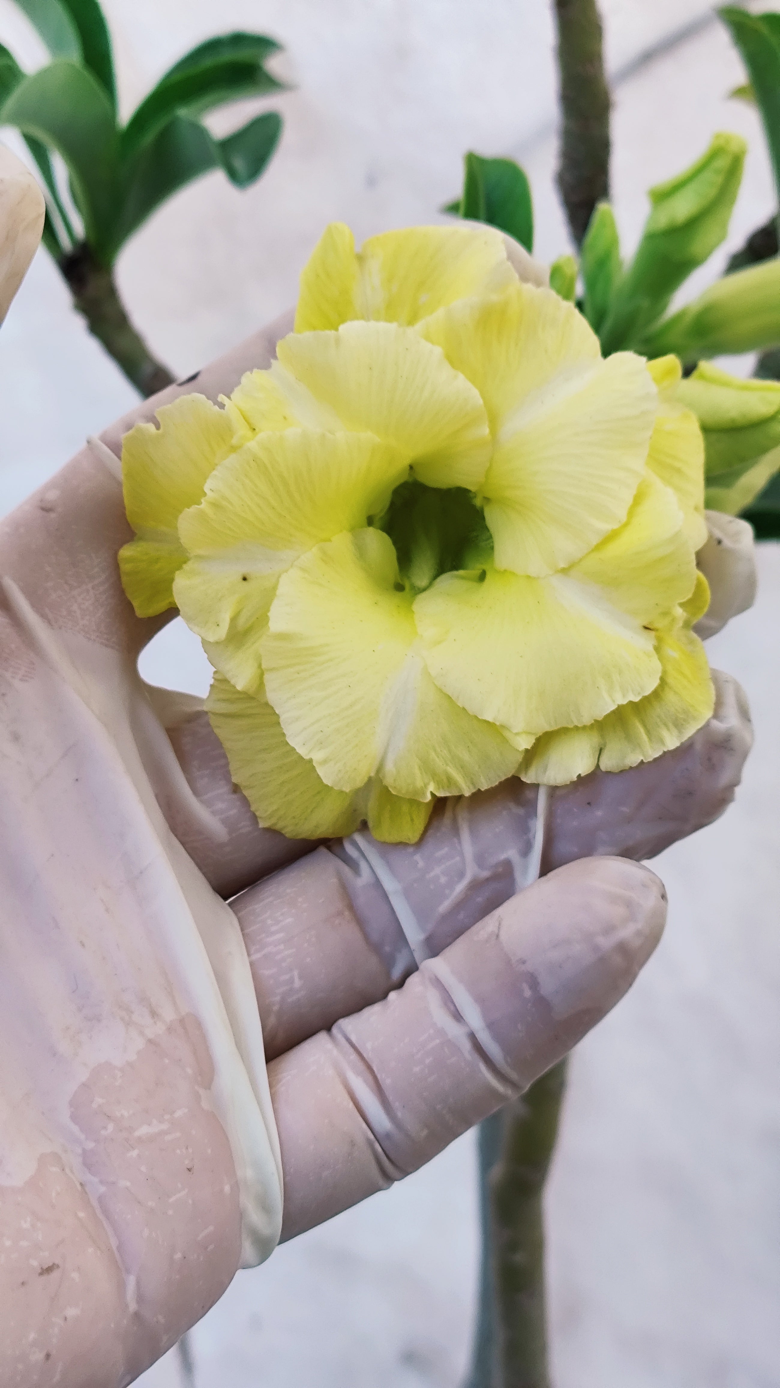MATRIZ Planta Dobrada 221 –  65cm – 03 anos - Vaso 17