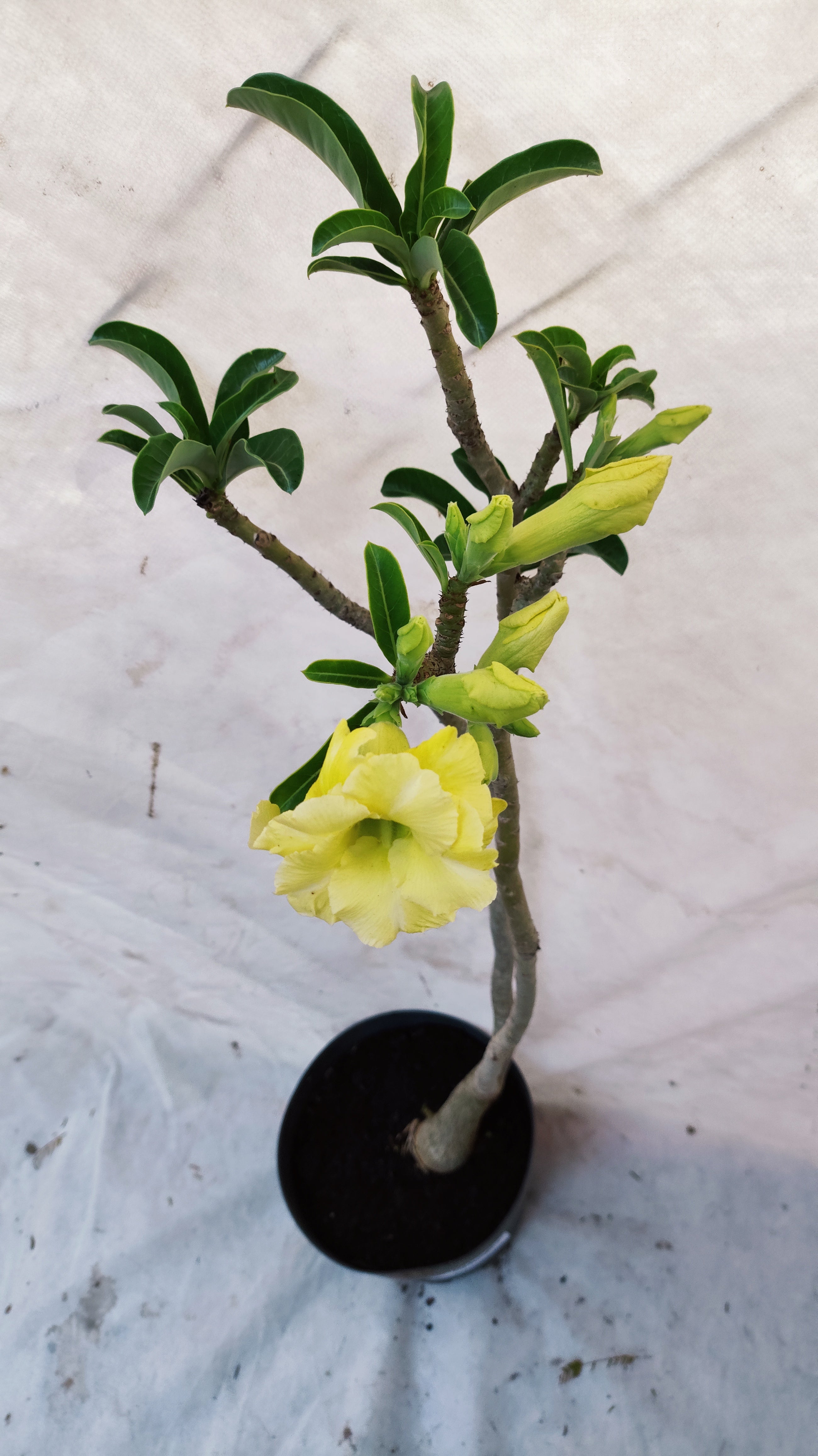MATRIZ Planta Dobrada 221 –  65cm – 03 anos - Vaso 17