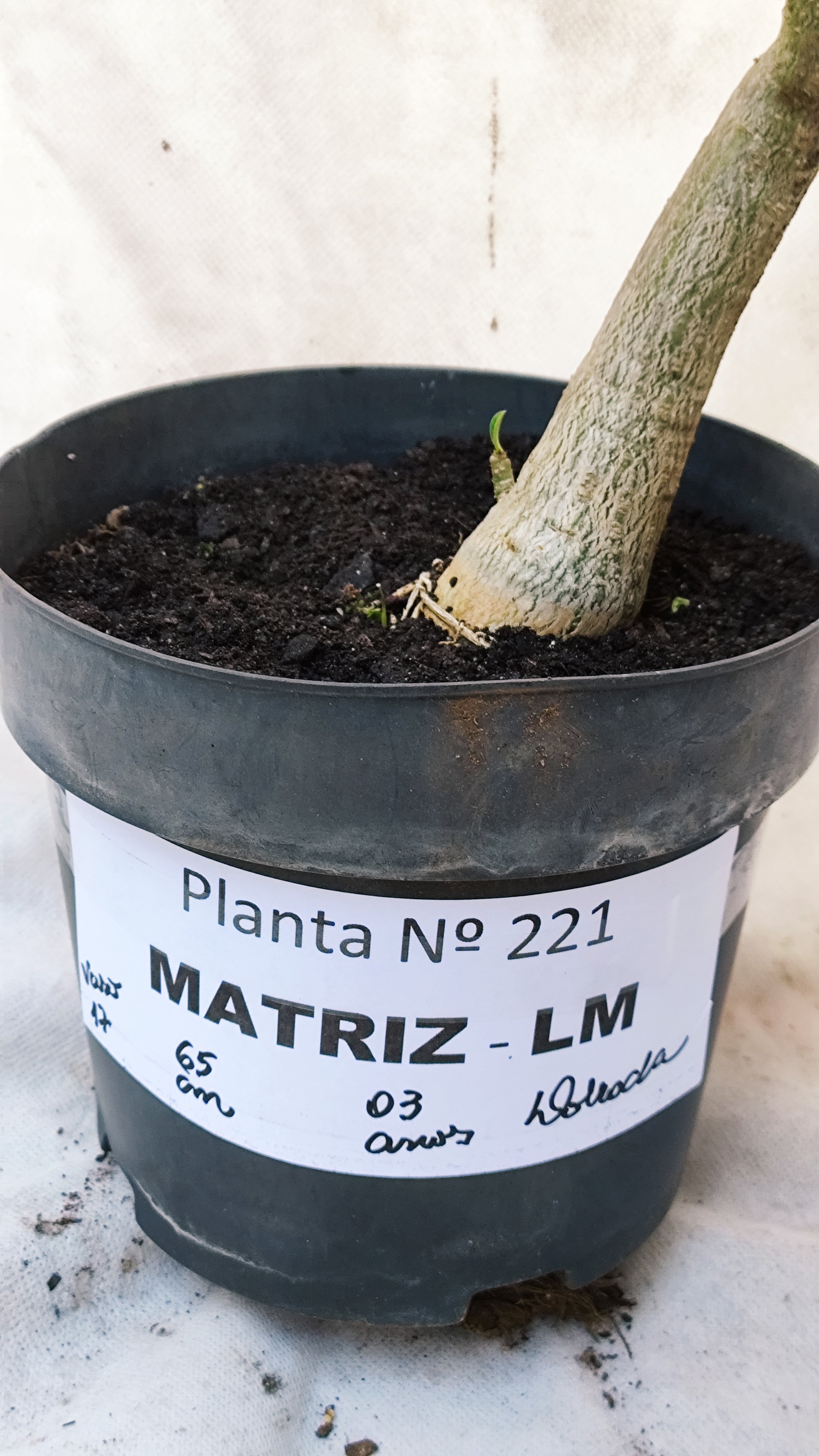 MATRIZ Planta Dobrada 221 –  65cm – 03 anos - Vaso 17