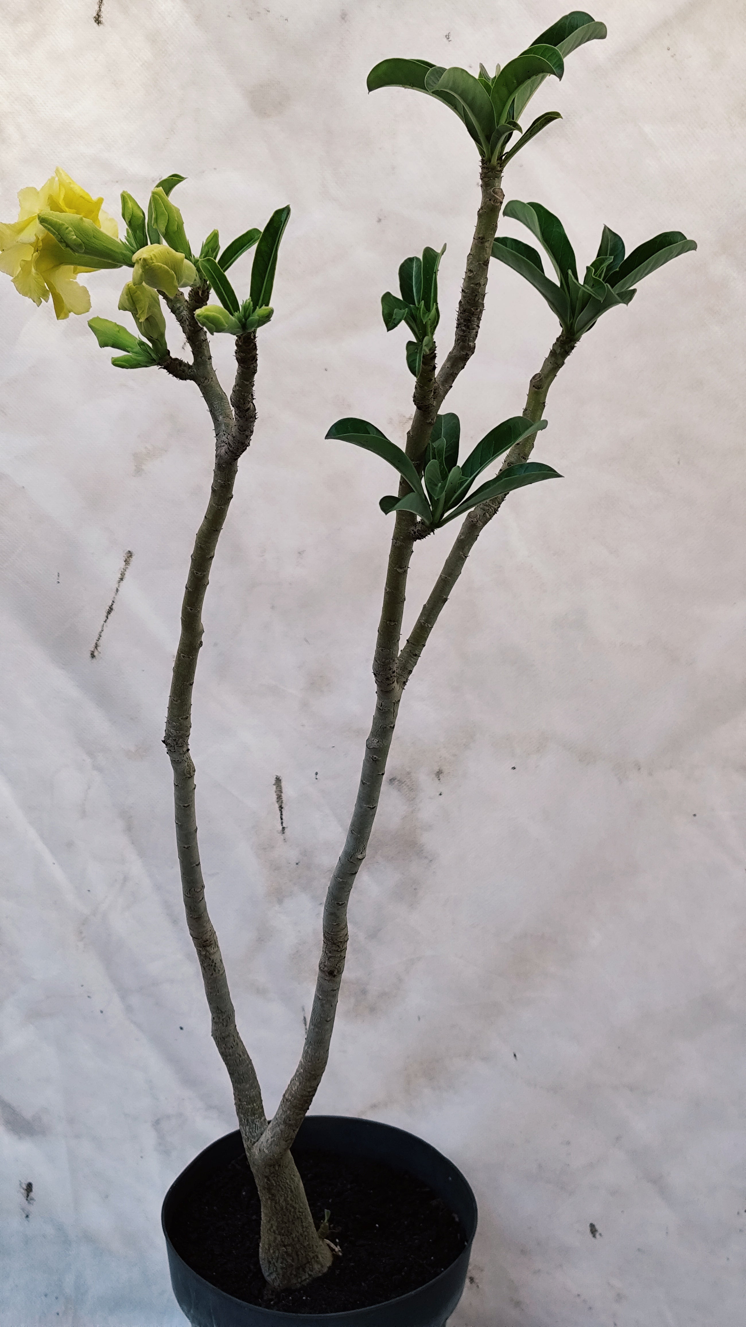 MATRIZ Planta Dobrada 221 –  65cm – 03 anos - Vaso 17