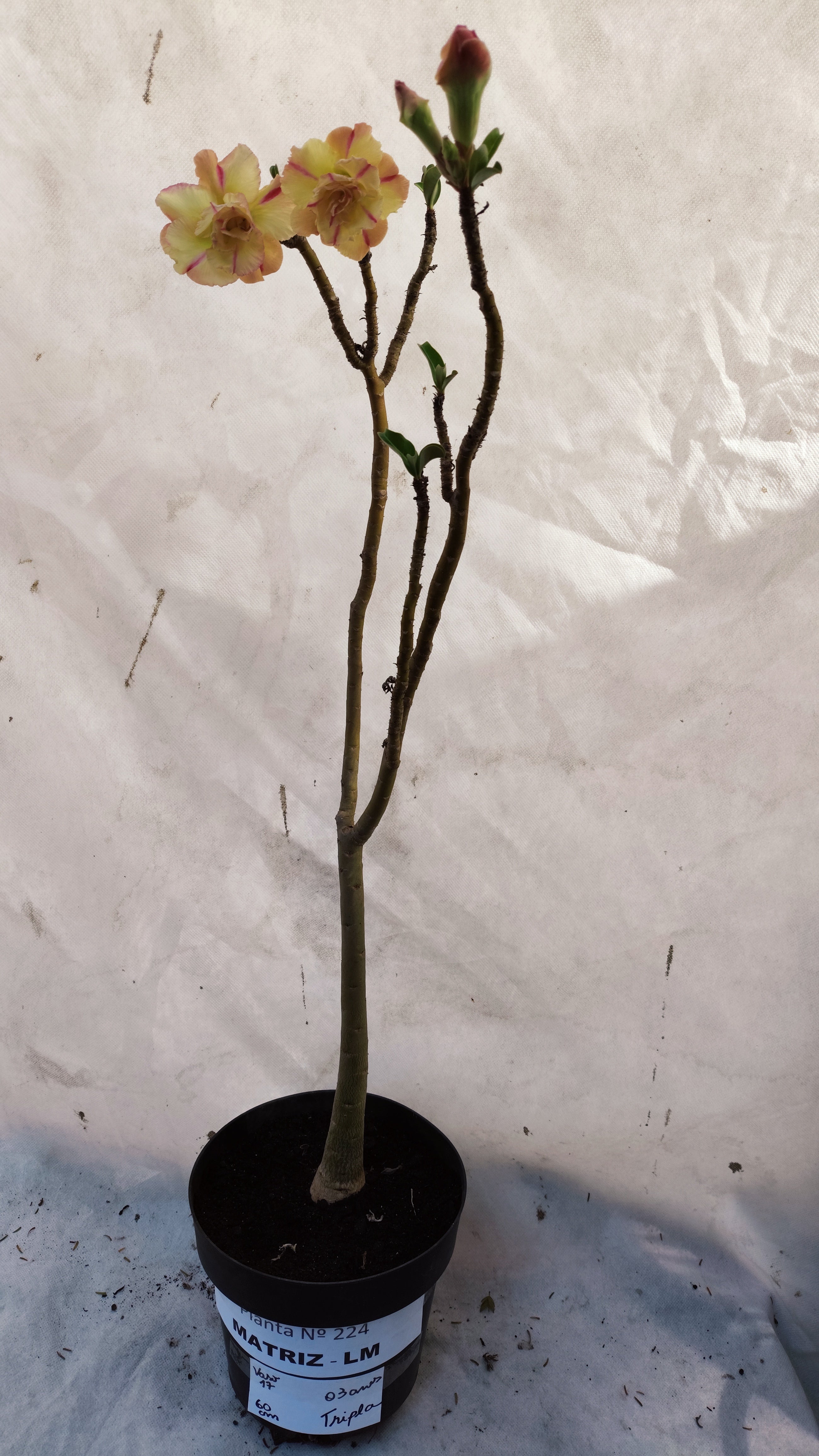 MATRIZ Planta Dobrada 224 –  60cm – 03 anos - Vaso 20